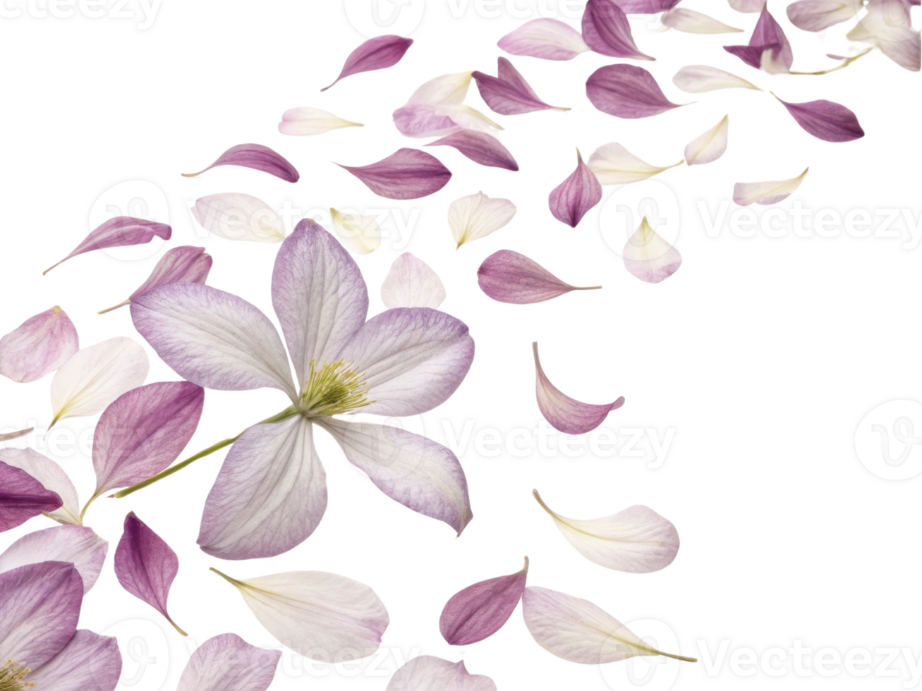 Clematis petals gracefully scatter, creating beautiful display of delicate flowers that evoke sense of tranquility and elegance png