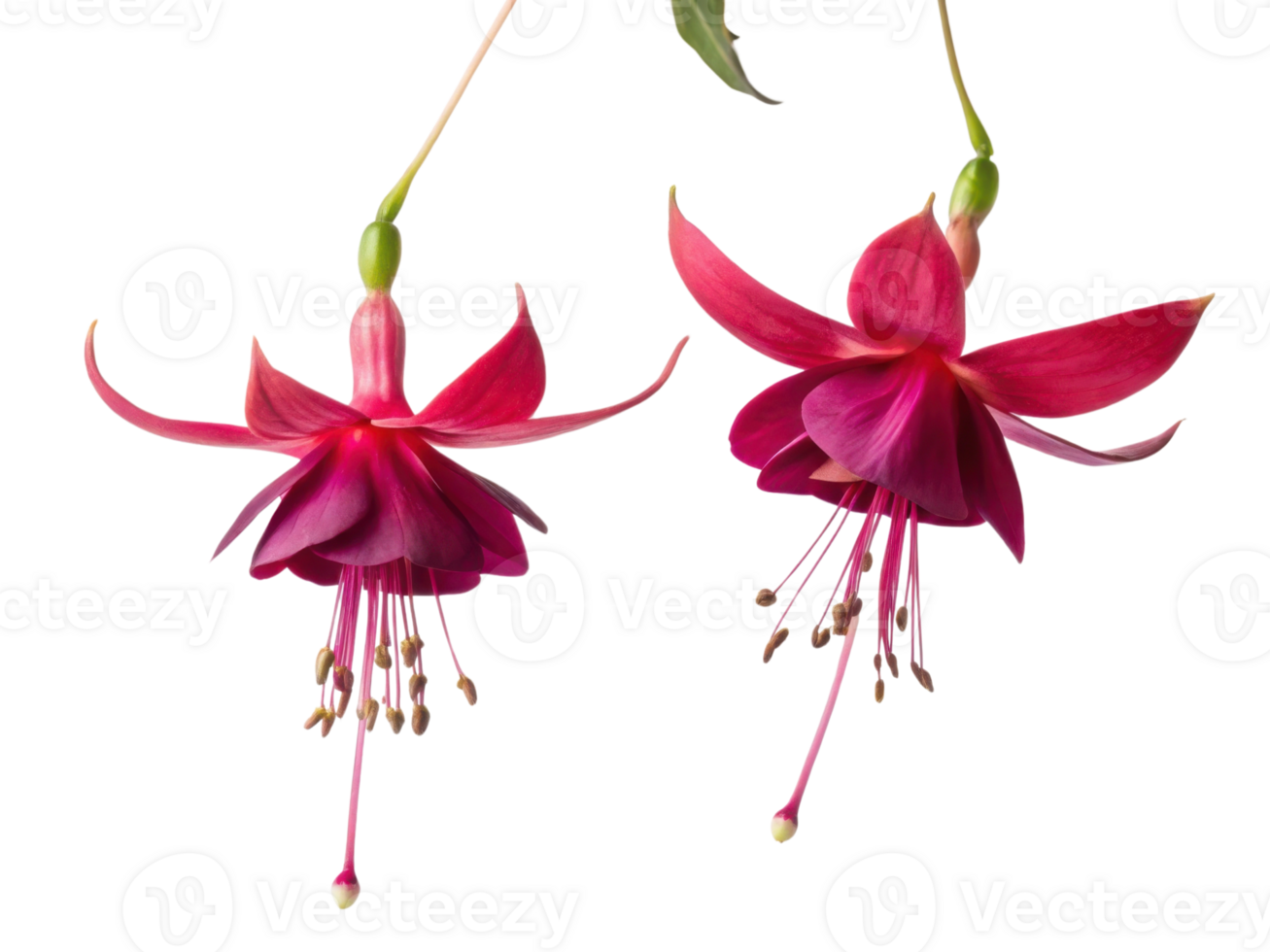 Fuchsia flowers bloom gracefully with vibrant petals showcasing their beauty and elegance in nature garden png
