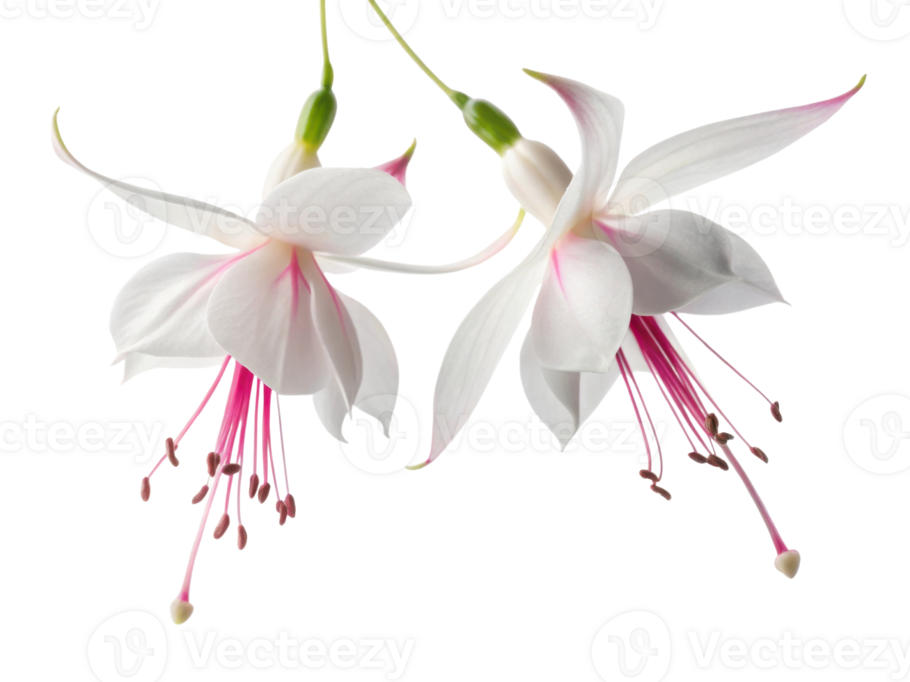Fuchsia flowers bloom gracefully with delicate petals and vibrant pink accents, creating stunning visual display of nature beauty png