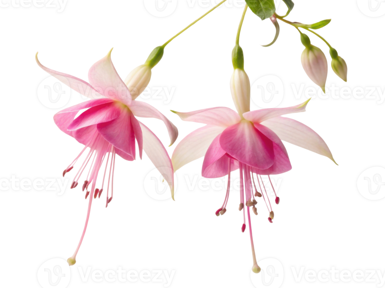 Fuchsia flower blooms display delicate petals in shades of pink and white, creating stunning visual that evokes beauty and grace png
