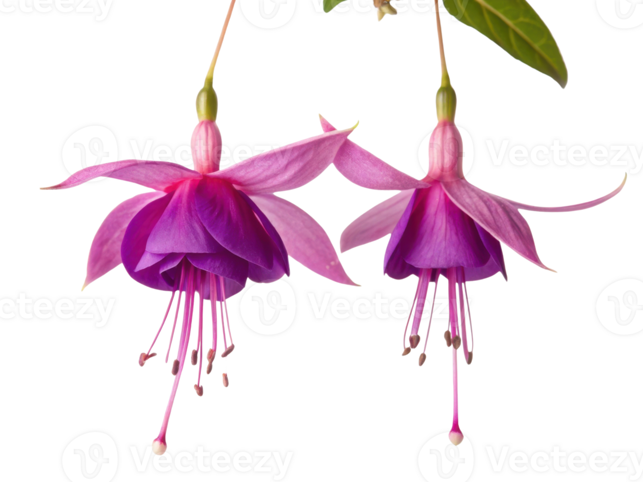 Fuchsia flower blooms gracefully with vibrant petals showcasing stunning blend of purple hues. Their delicate beauty captivates nature lovers png