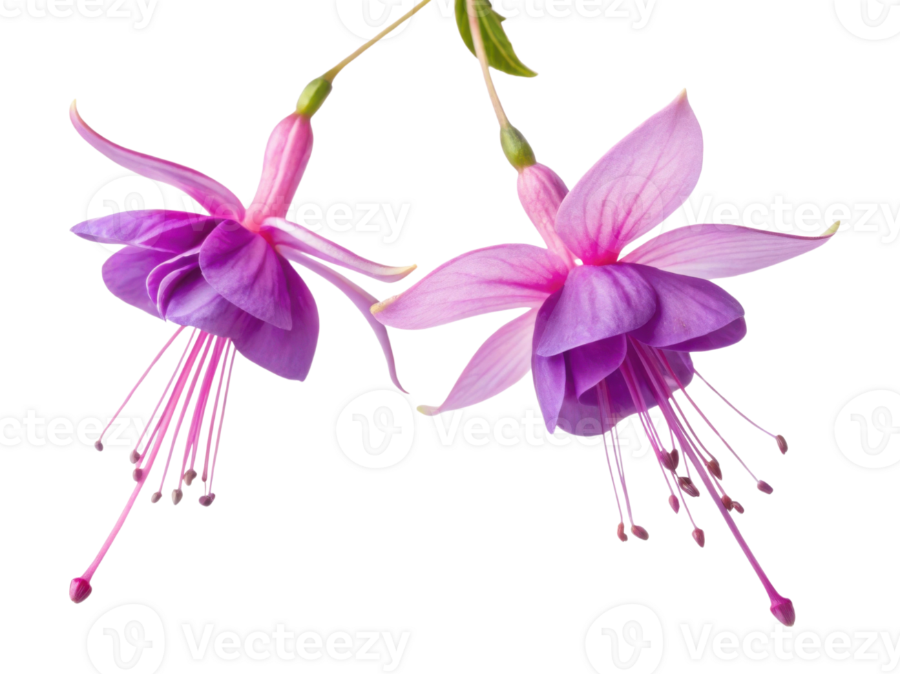 Fuchsia flowers bloom gracefully with vibrant petals showcasing delicate beauty and charm. Their enchanting colors captivate heart png