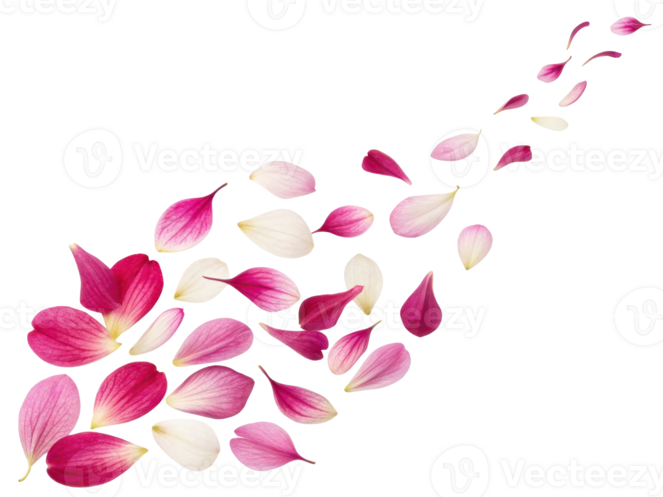 Fuchsia flower petals create beautiful trail of color and elegance, evoking sense of tranquility and natural beauty png