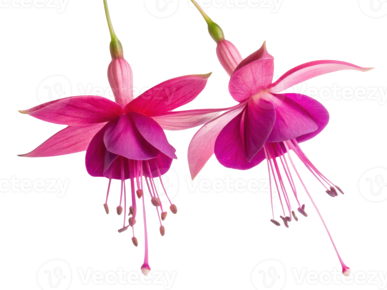 Fuchsia flowers bloom vibrantly with delicate petals showcasing stunning blend of pink hues that captivate senses png