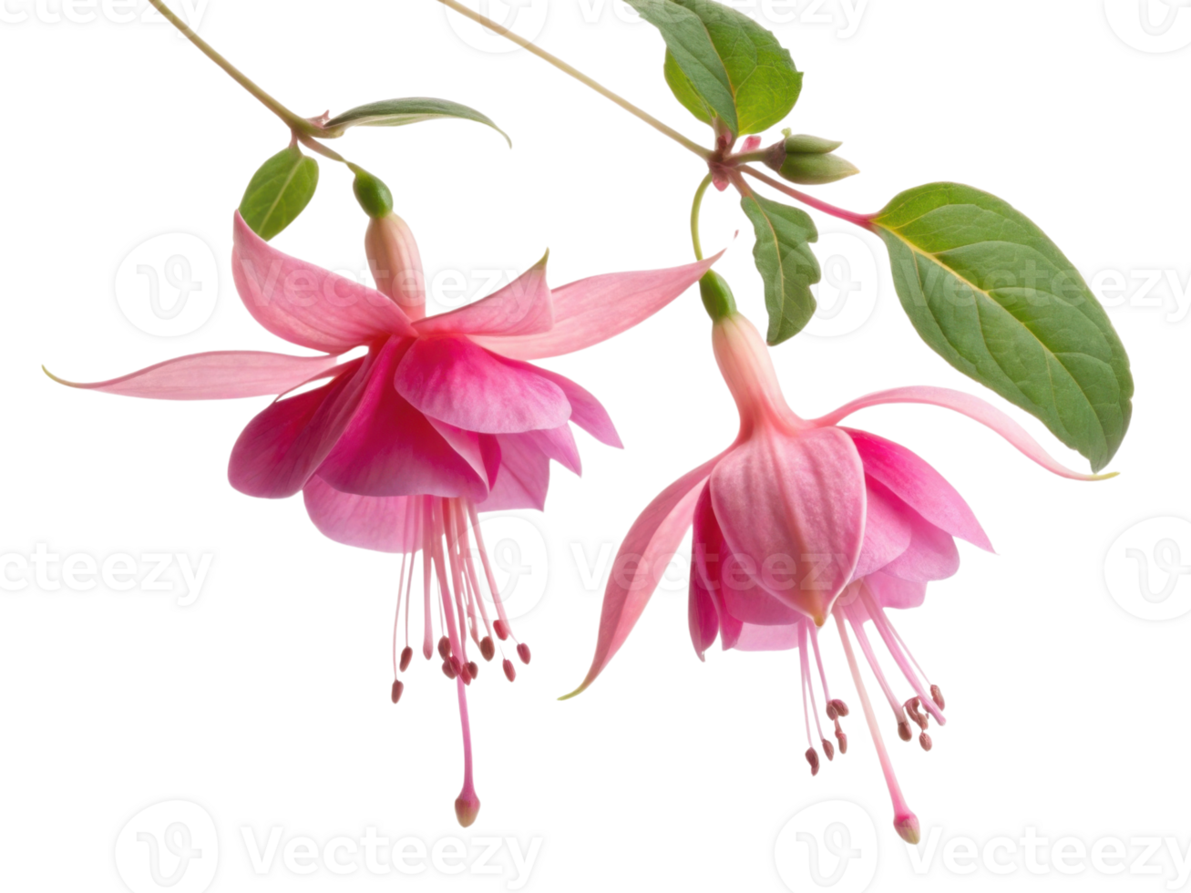 Fuchsia flowers bloom gracefully with delicate petals showcasing vibrant pink hues, creating stunning visual display in any garden setting png