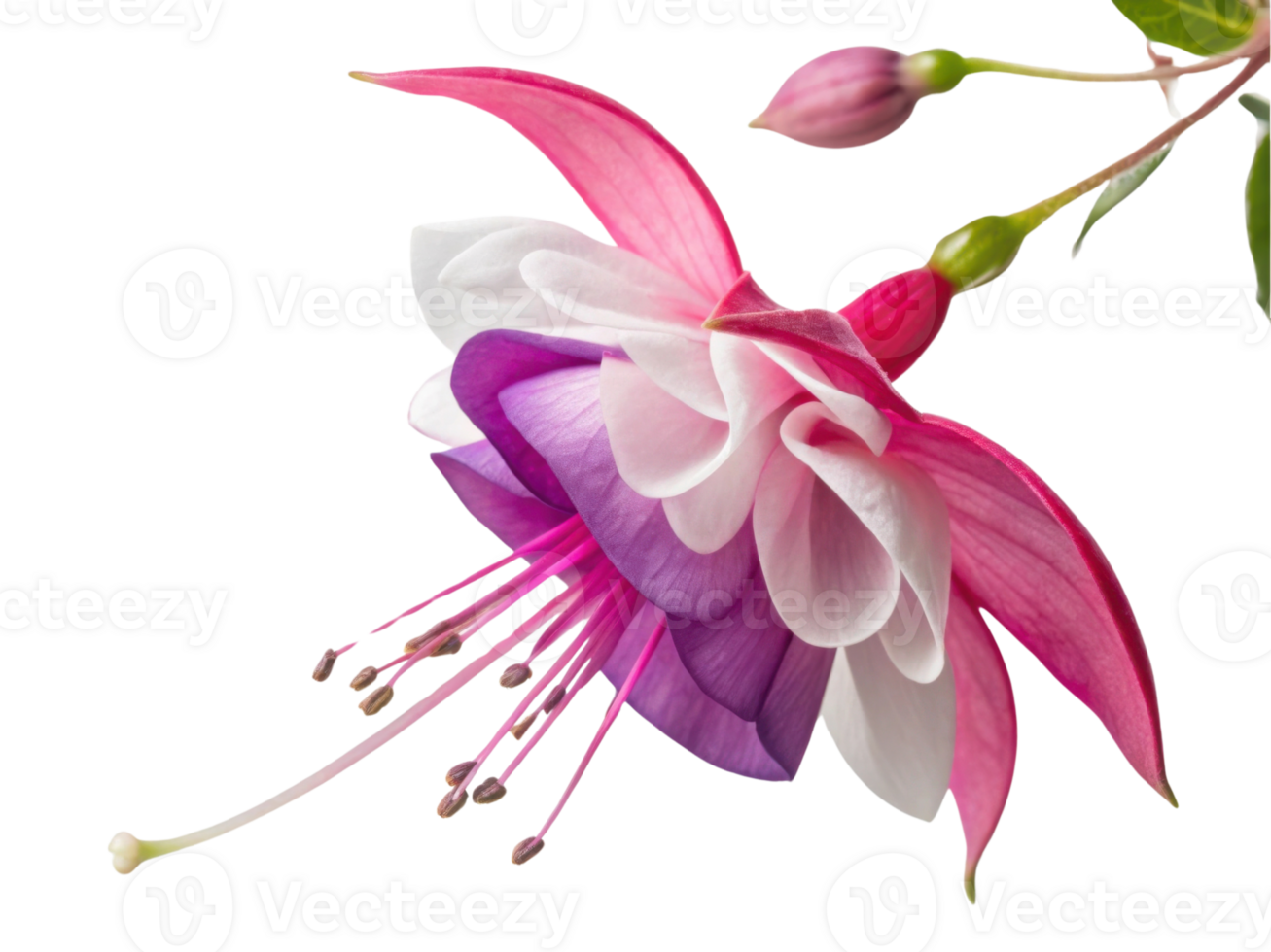 stunning fuchsia flower showcases vibrant pink and purple petals, creating beautiful display of nature artistry png