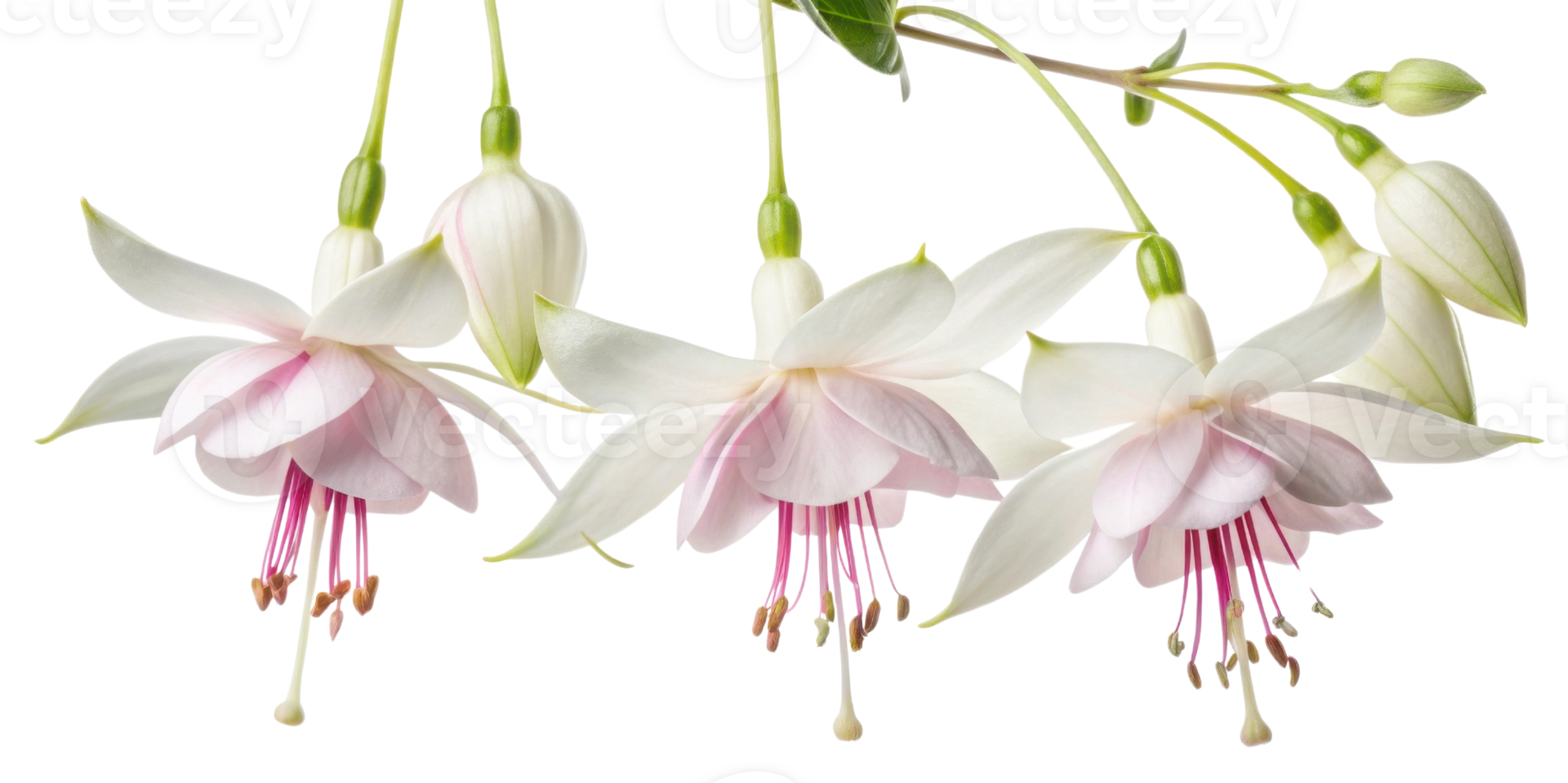 Fuchsia flowers bloom gracefully with delicate petals showcasing soft pink hues and vibrant stamen creating stunning visual display png