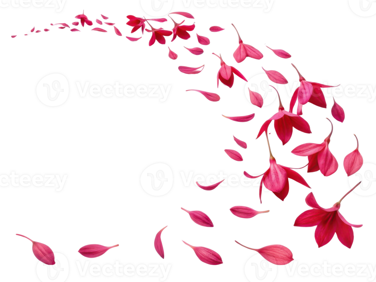 Fuchsia petals gracefully drift through air, creating beautiful scene filled with vibrant flower beauty and elegance png