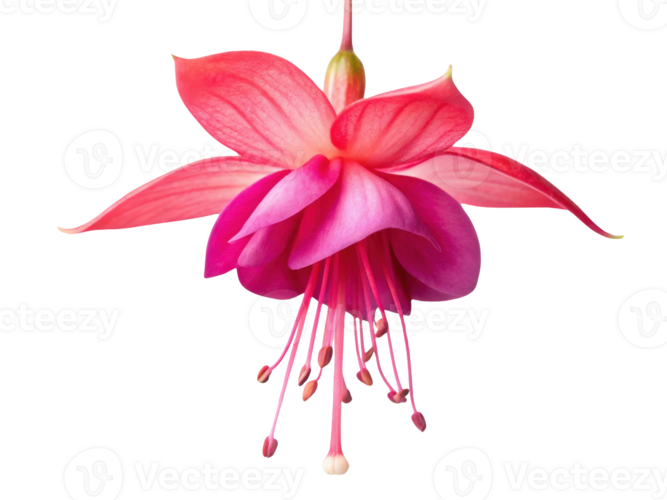 stunning fuchsia flower blooms gracefully, showcasing its vibrant petals and delicate structure, evoking sense of beauty and tranquility png