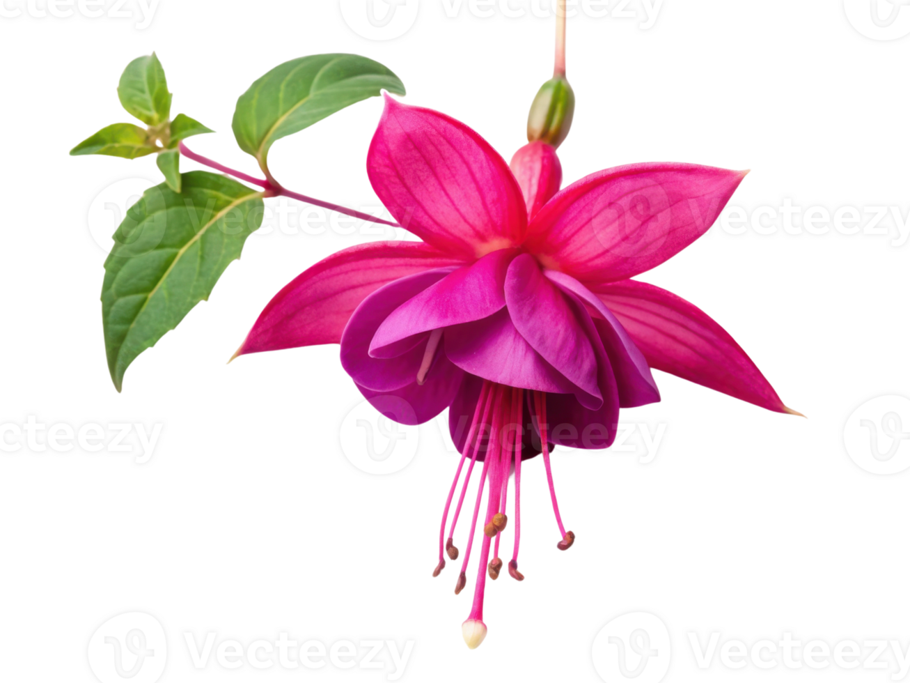 vibrant fuchsia flower blooms gracefully, showcasing its stunning petals and delicate structure, evoking sense of beauty and tranquility png