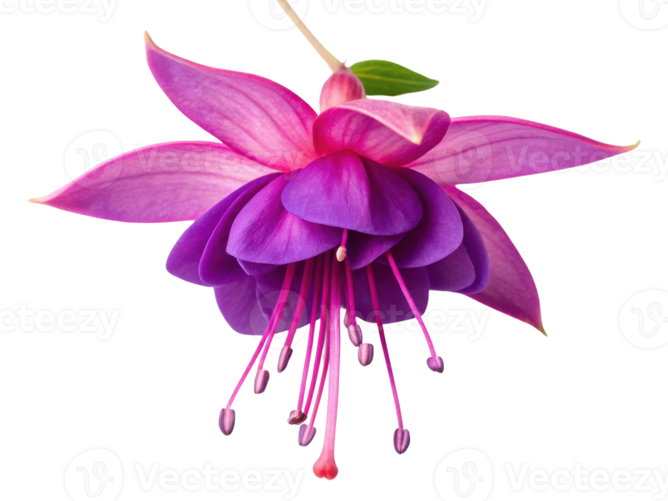 stunning fuchsia flower showcases vibrant petals in shades of pink and purple, creating captivating visual delight png