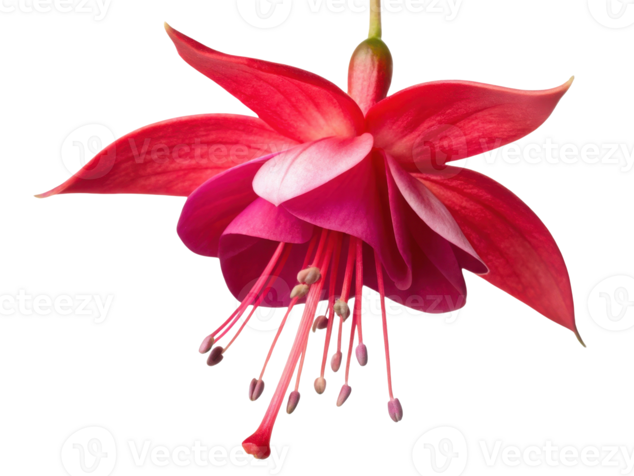 stunning fuchsia flower blooms gracefully with vibrant petals showcasing beautiful blend of pink hues. Its delicate structure captivates eye png