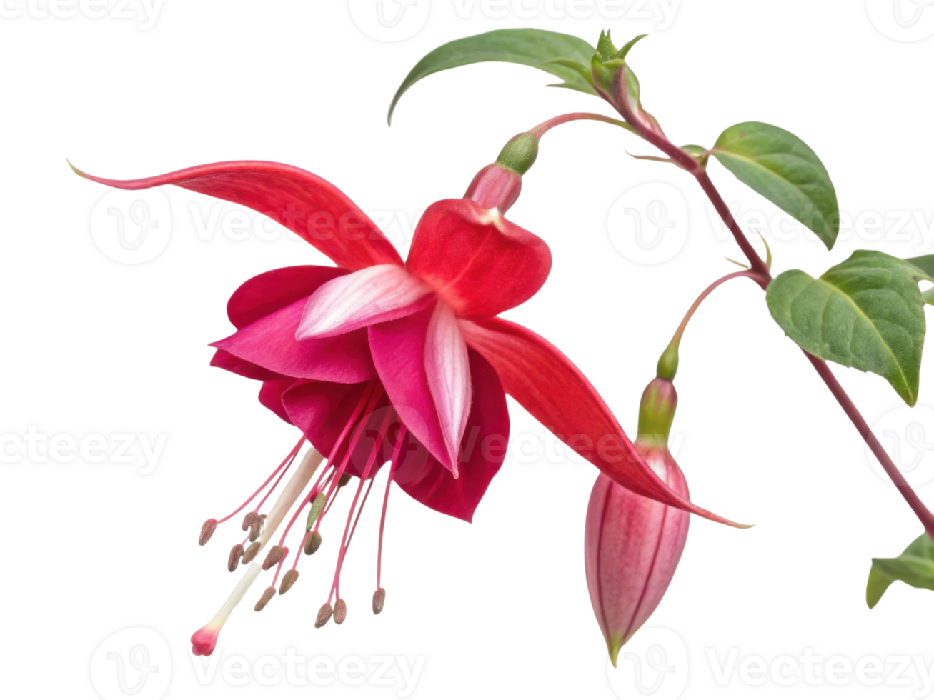 Fuchsia flower blooms vibrantly with delicate petals showcasing stunning blend of pink and white hues, creating captivating display of nature png