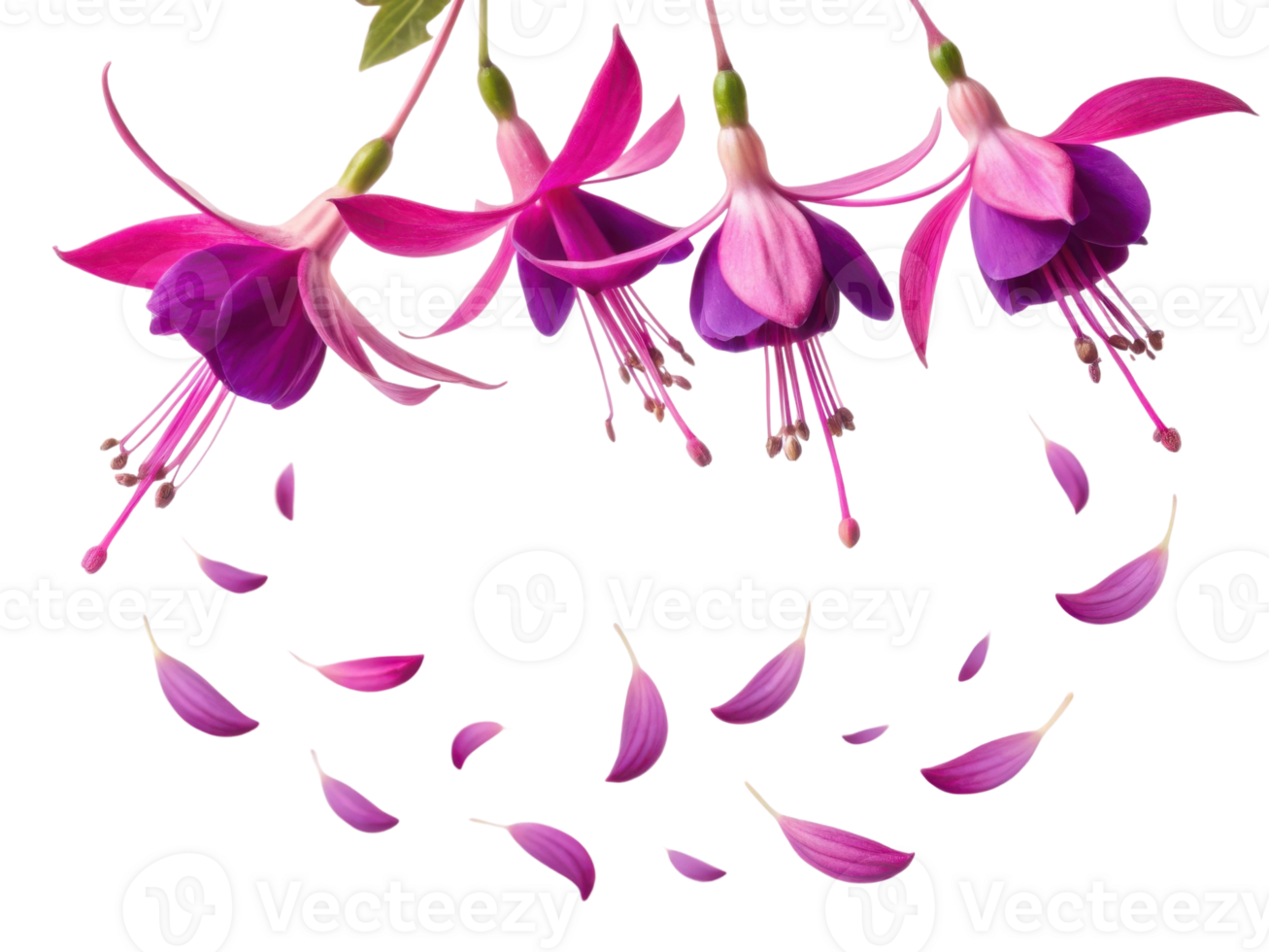 Fuchsia flowers bloom gracefully with vibrant petals creating stunning display of nature beauty and elegance png