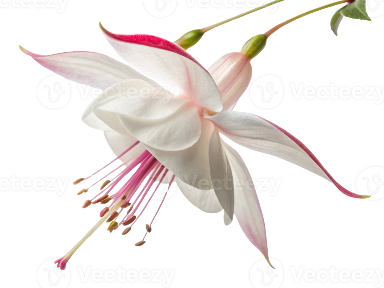 stunning fuchsia flower showcases delicate petals with soft pink hue and elegant stamen, embodying nature beauty and grace png