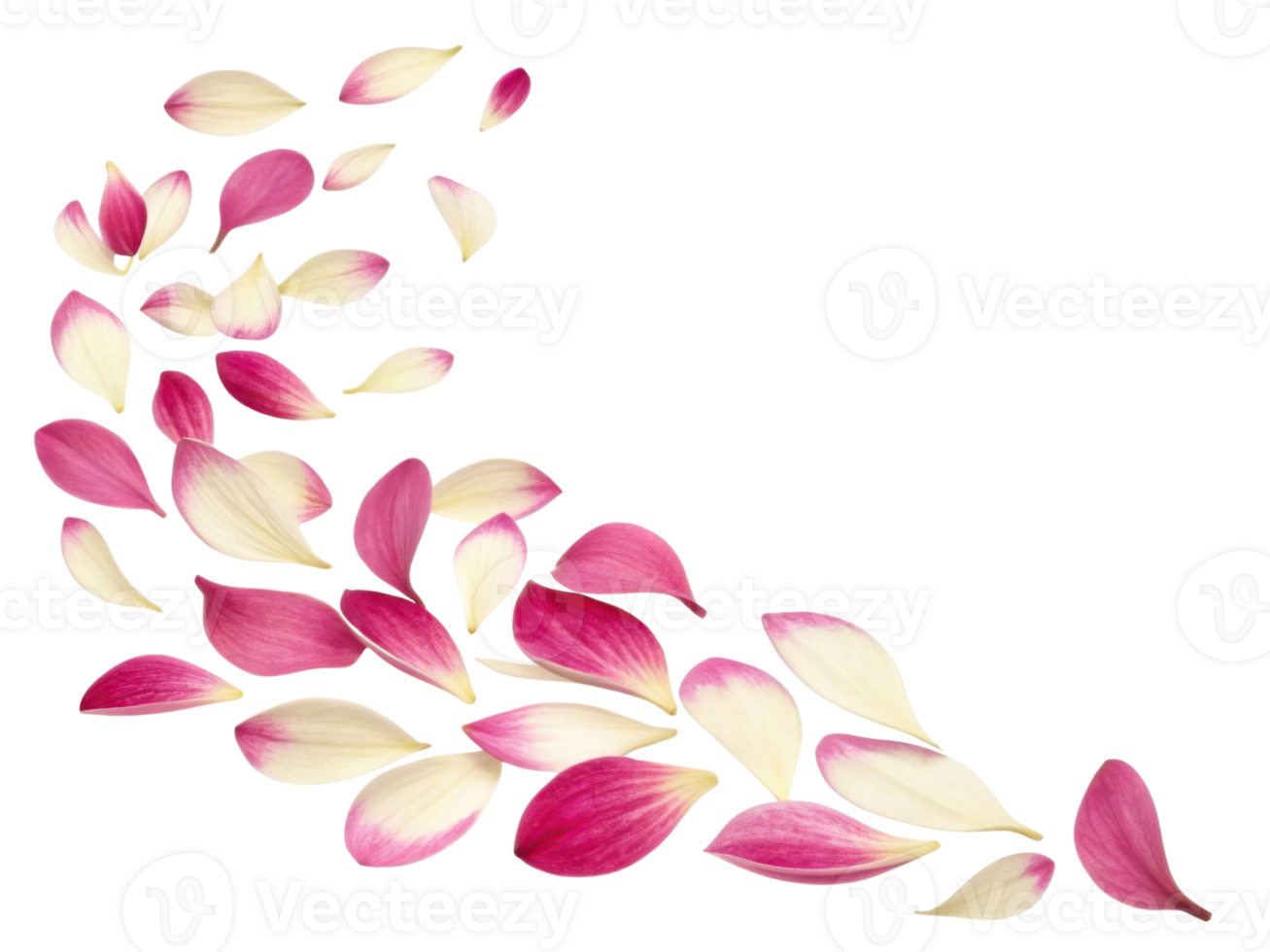 Fuchsia flower petals gracefully scatter in beautiful swirl, creating vibrant and delicate display of nature artistry png