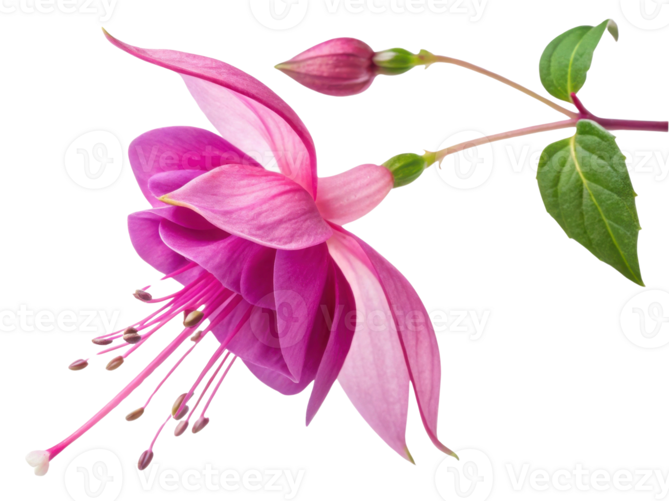 stunning fuchsia flower blooms gracefully with delicate petals and vibrant colors, showcasing nature beauty in full splendor png