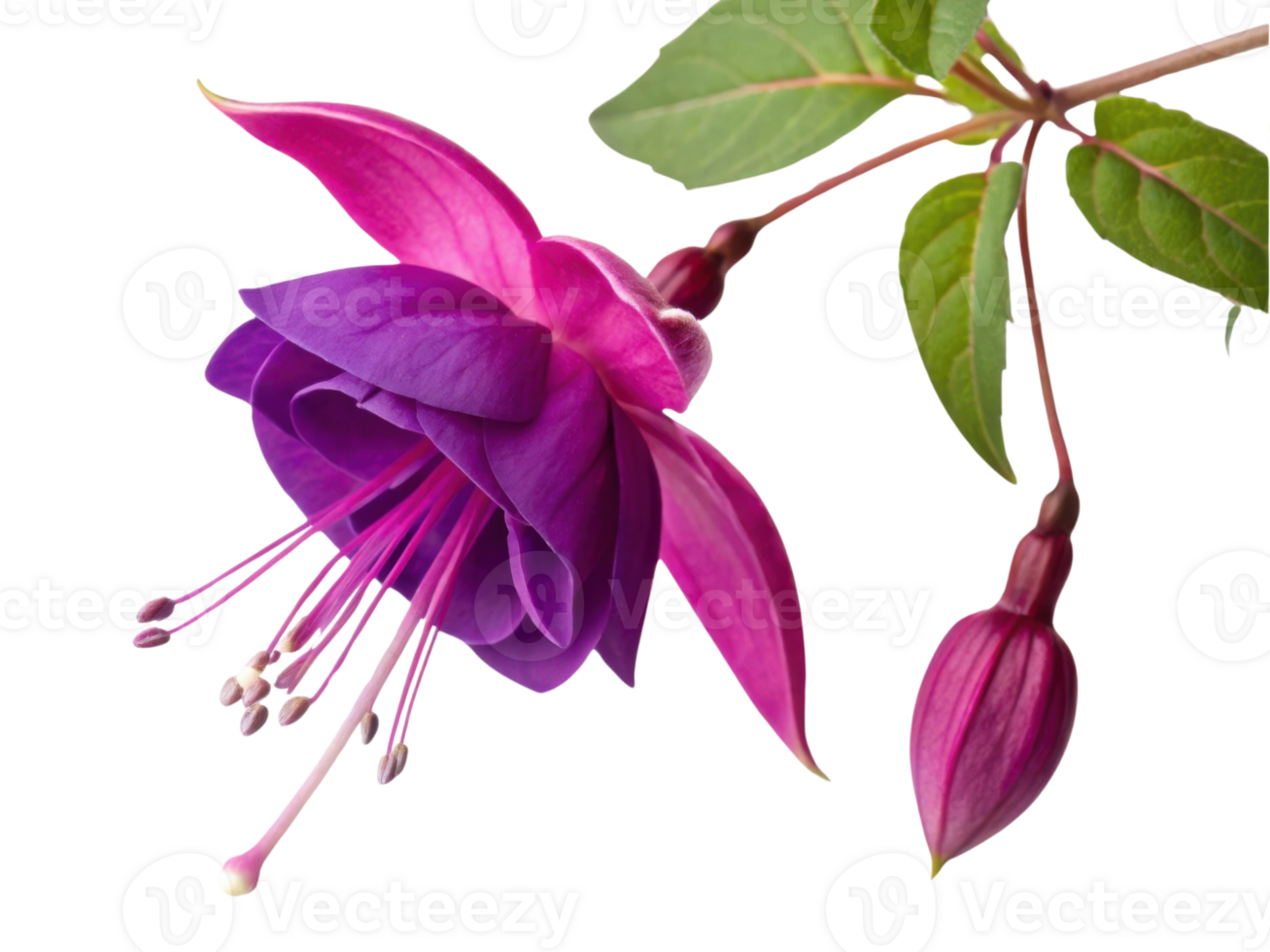 stunning fuchsia flower blooms gracefully, showcasing vibrant purple petals and delicate green leaves, embodying nature beauty png