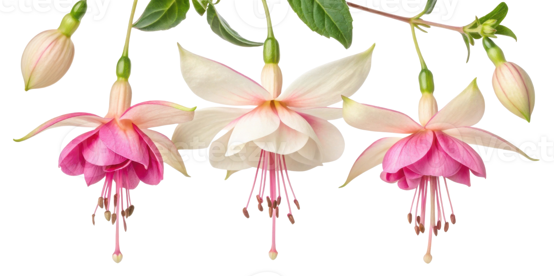 Fuchsia flowers bloom gracefully with delicate petals showcasing vibrant colors and intricate details that captivate eye png