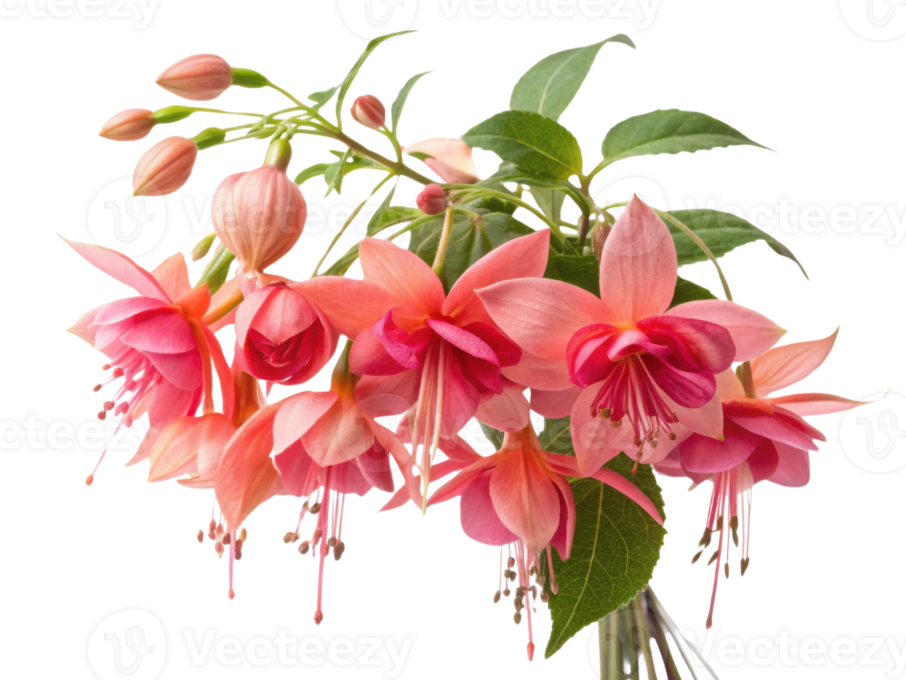 Fuchsia flowers bloom vibrantly with delicate petals showcasing shades of pink and coral, creating stunning display of nature beauty png