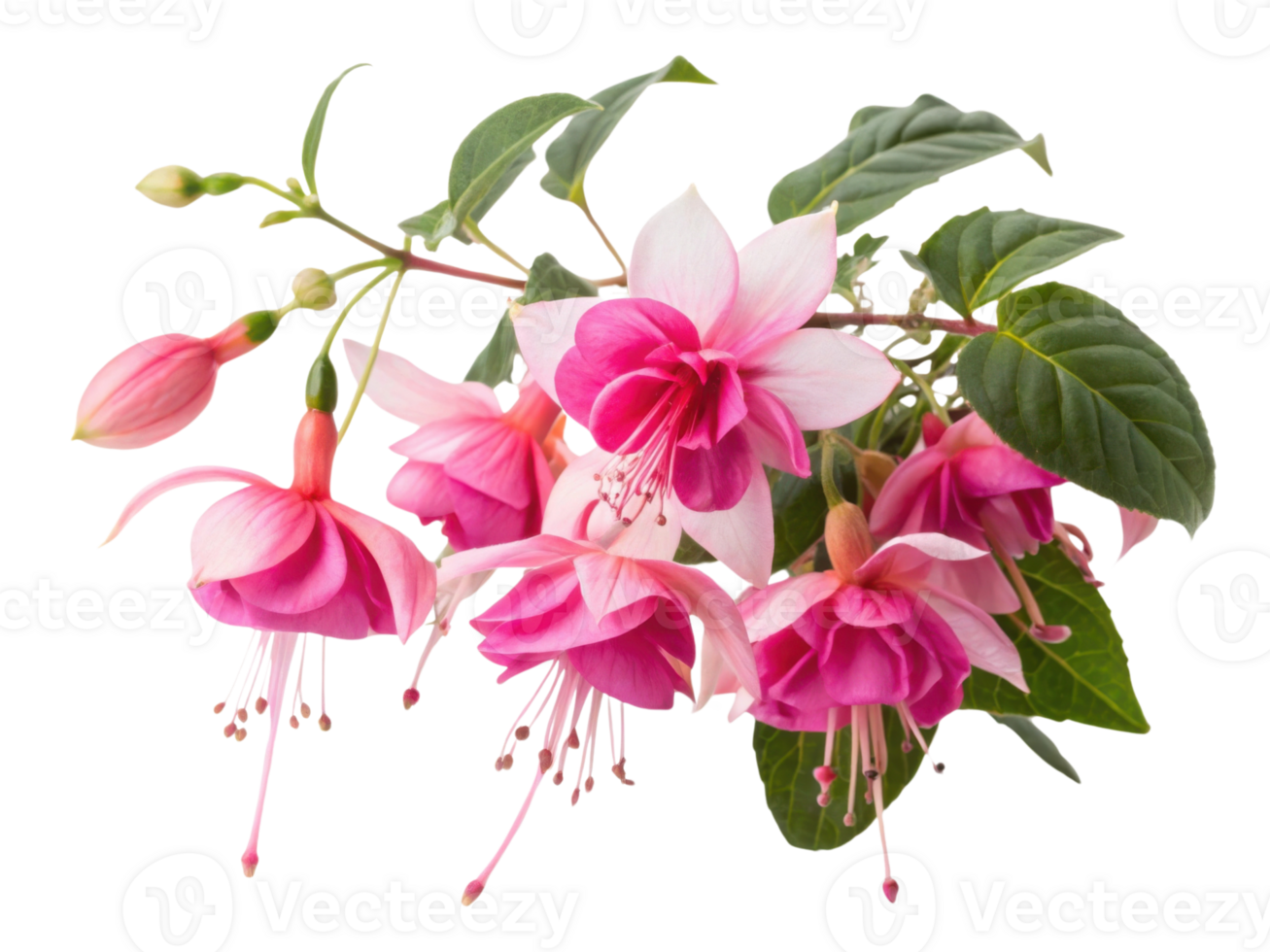 Fuchsia flower blooms create stunning display of vibrant colors and delicate petals that brighten any garden or arrangement png