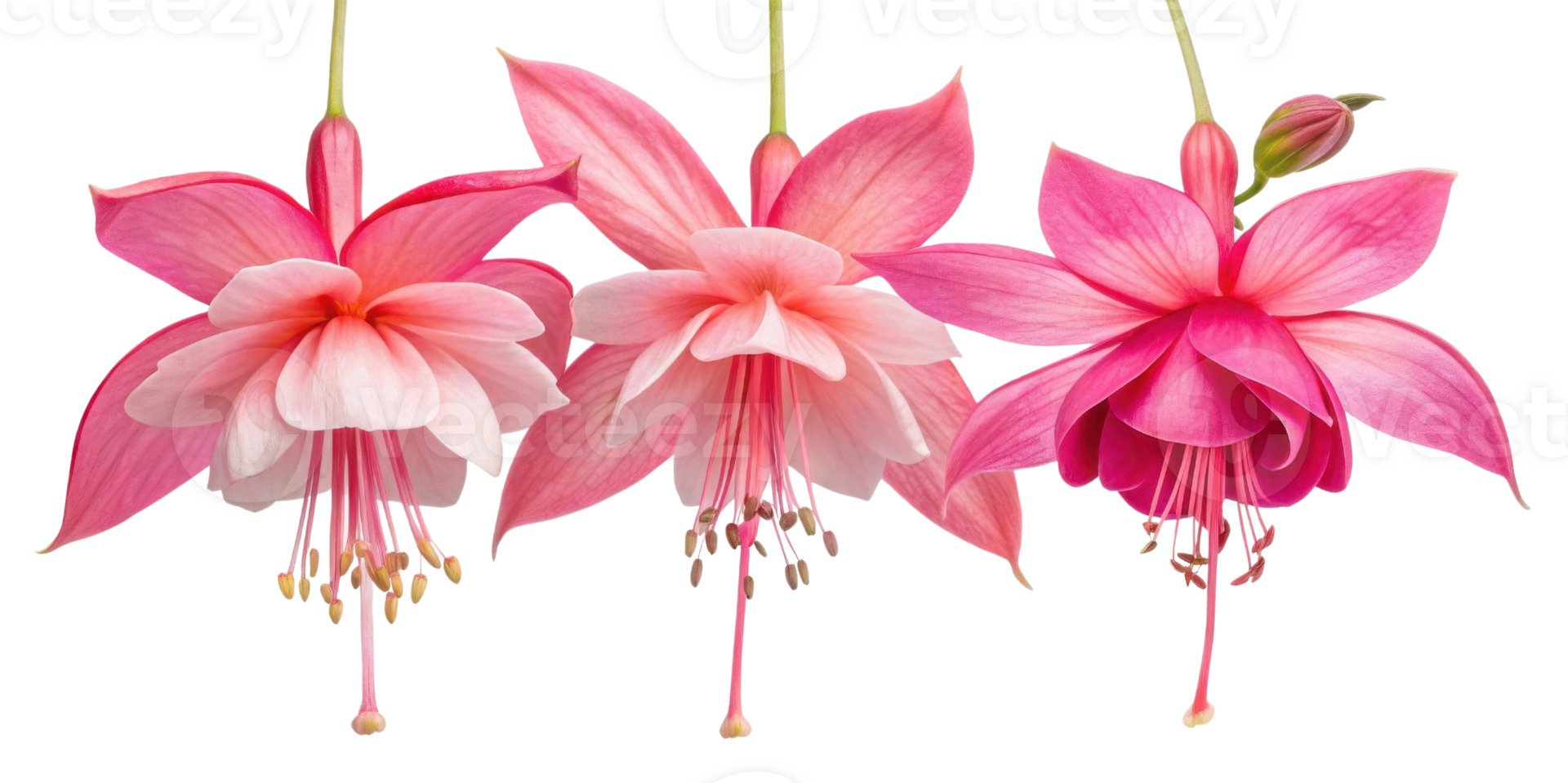 Fuchsia flowers bloom in vibrant shades of pink, showcasing their delicate petals and graceful beauty png