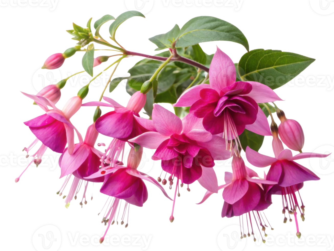 Fuchsia flowers bloom vibrantly showcasing their delicate petals and lush green leaves creating stunning natural display png
