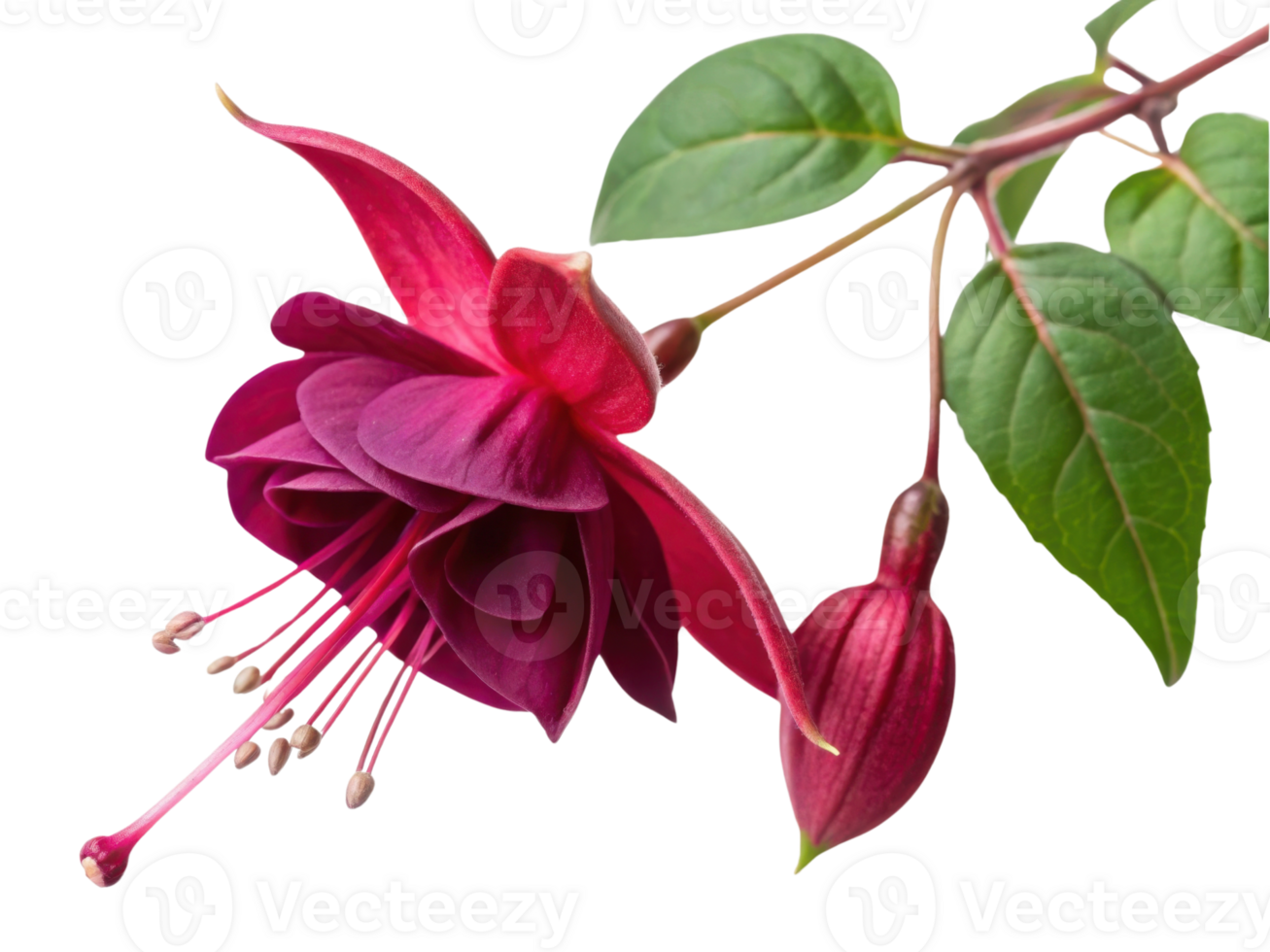 Fuchsia flower blooms vibrantly with deep pink petals and lush green leaves creating stunning natural display png