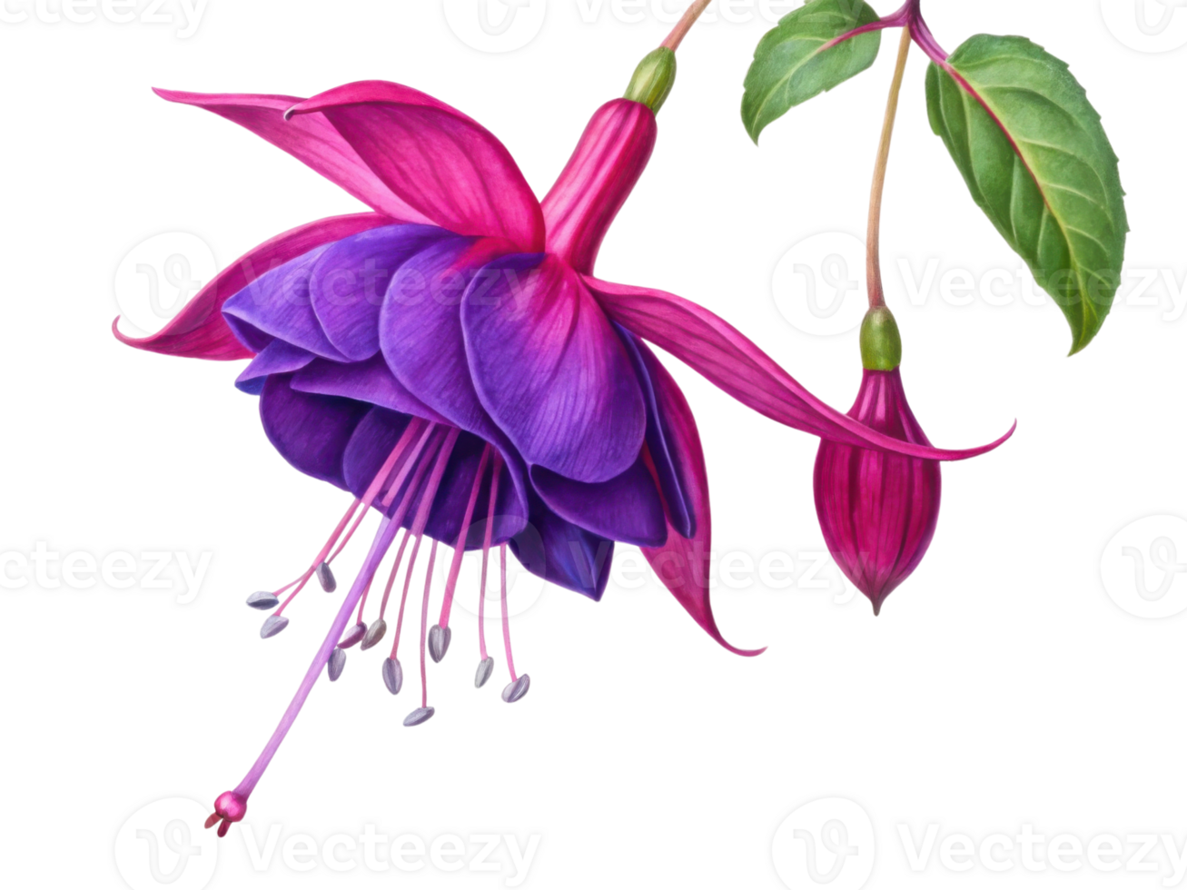 stunning fuchsia flower blooms vibrantly with deep purple and pink petals, showcasing its delicate beauty and intricate details png
