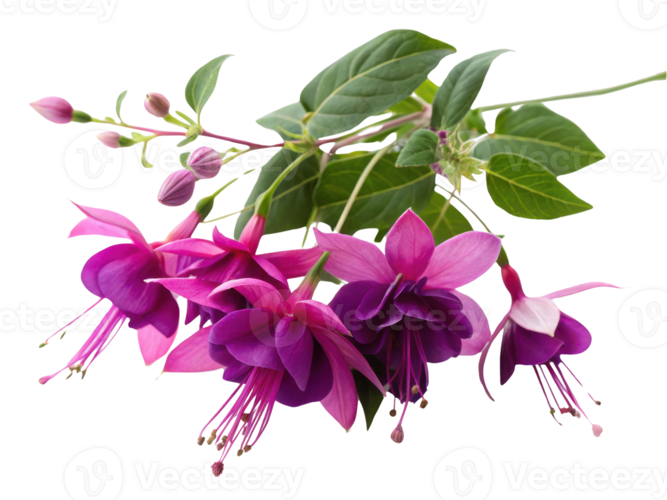 Fuchsia flowers bloom vibrantly showcasing their stunning colors and delicate petals creating beautiful natural display png