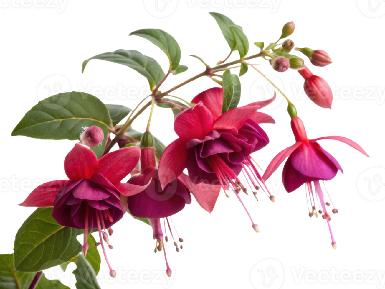 Fuchsia flowers bloom vibrantly with their stunning petals creating beautiful display of nature artistry png