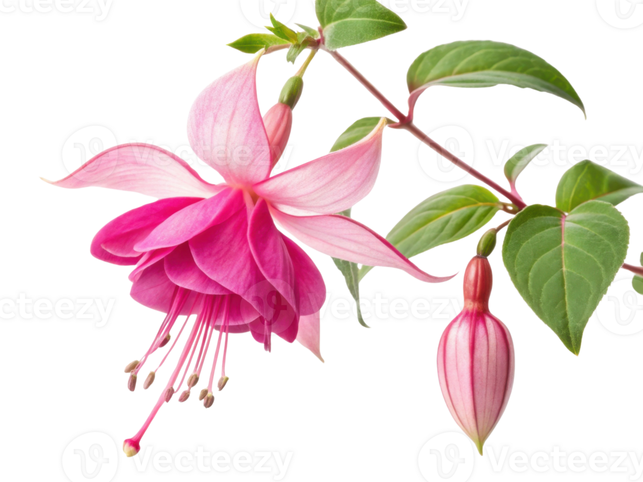 stunning fuchsia flower blooms gracefully, showcasing its vibrant pink petals and delicate green leaves, creating captivating natural beauty png