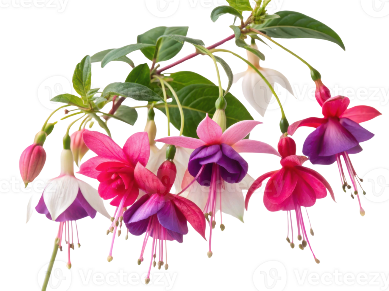 Fuchsia flowers bloom vibrantly with pink and purple hues creating stunning display of nature beauty png