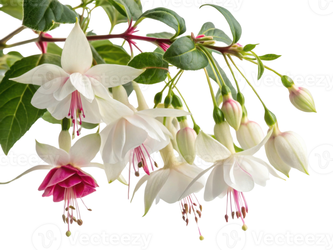 Fuchsia flowers bloom gracefully with delicate petals showcasing vibrant colors and lush green leaves creating stunning natural display png