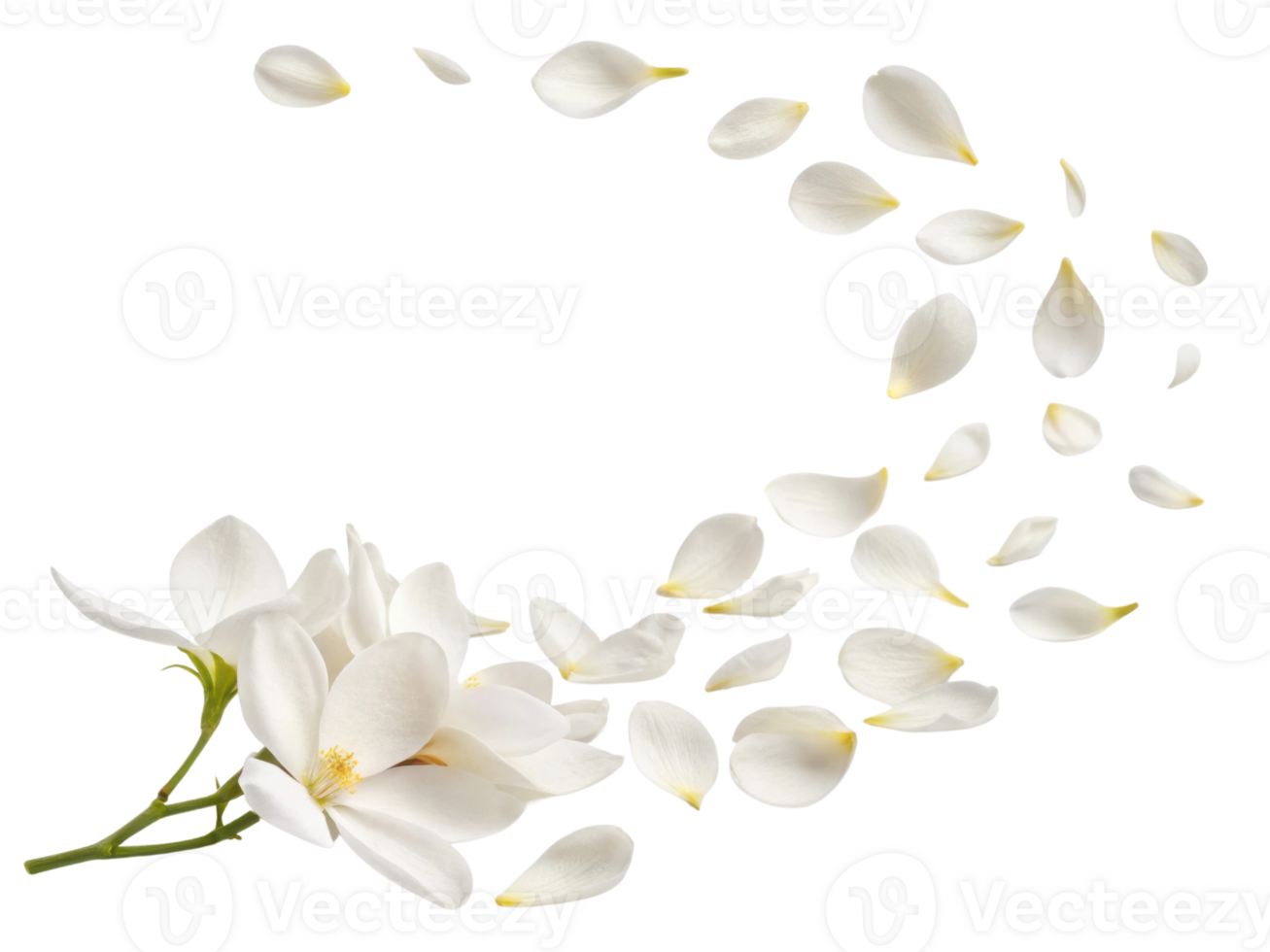 beautiful gardenia flower with delicate petals gracefully falling, creating serene and elegant atmosphere png