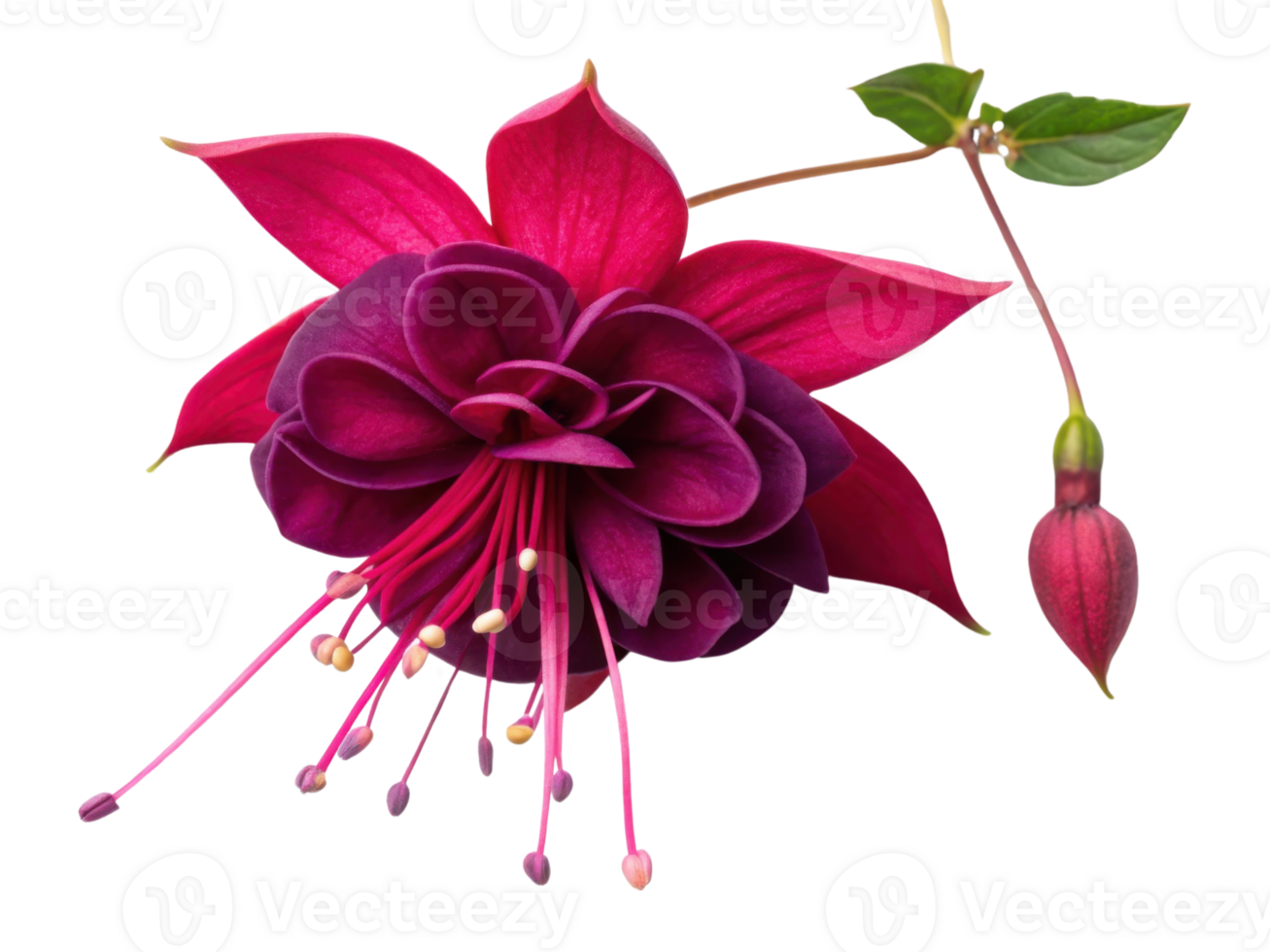 stunning fuchsia flower blooms vibrantly showcasing its rich colors and delicate petals, embodying nature beauty and elegance png