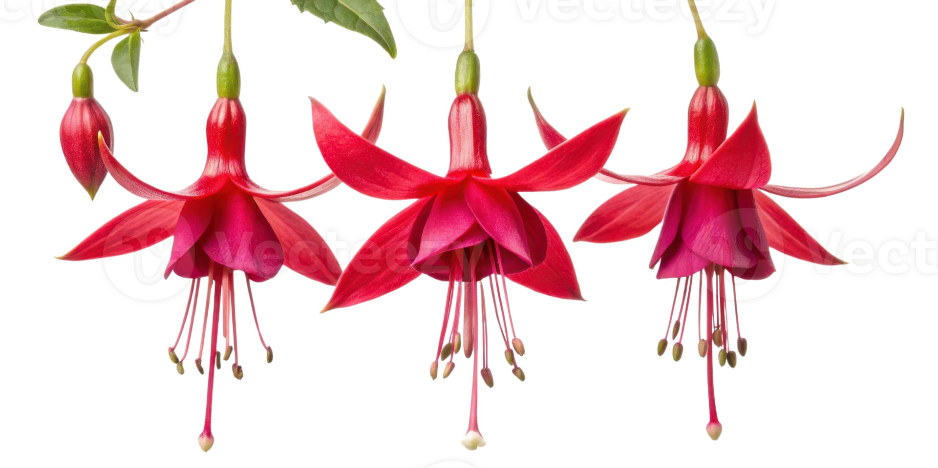 Fuchsia flowers bloom vibrantly with their striking petals creating stunning display of nature beauty png