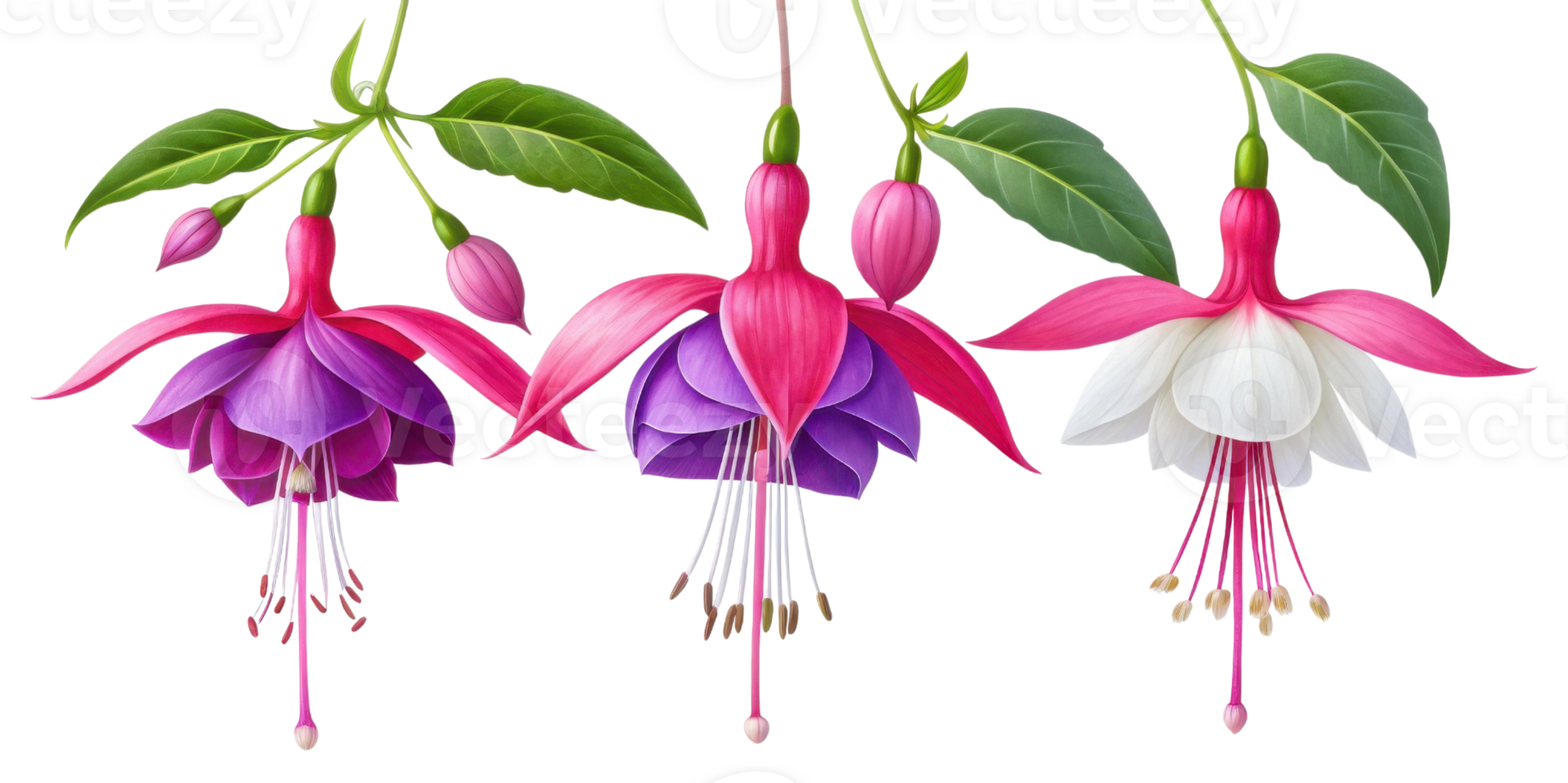Fuchsia flowers bloom in vibrant colors showcasing their beauty and elegance in nature garden png