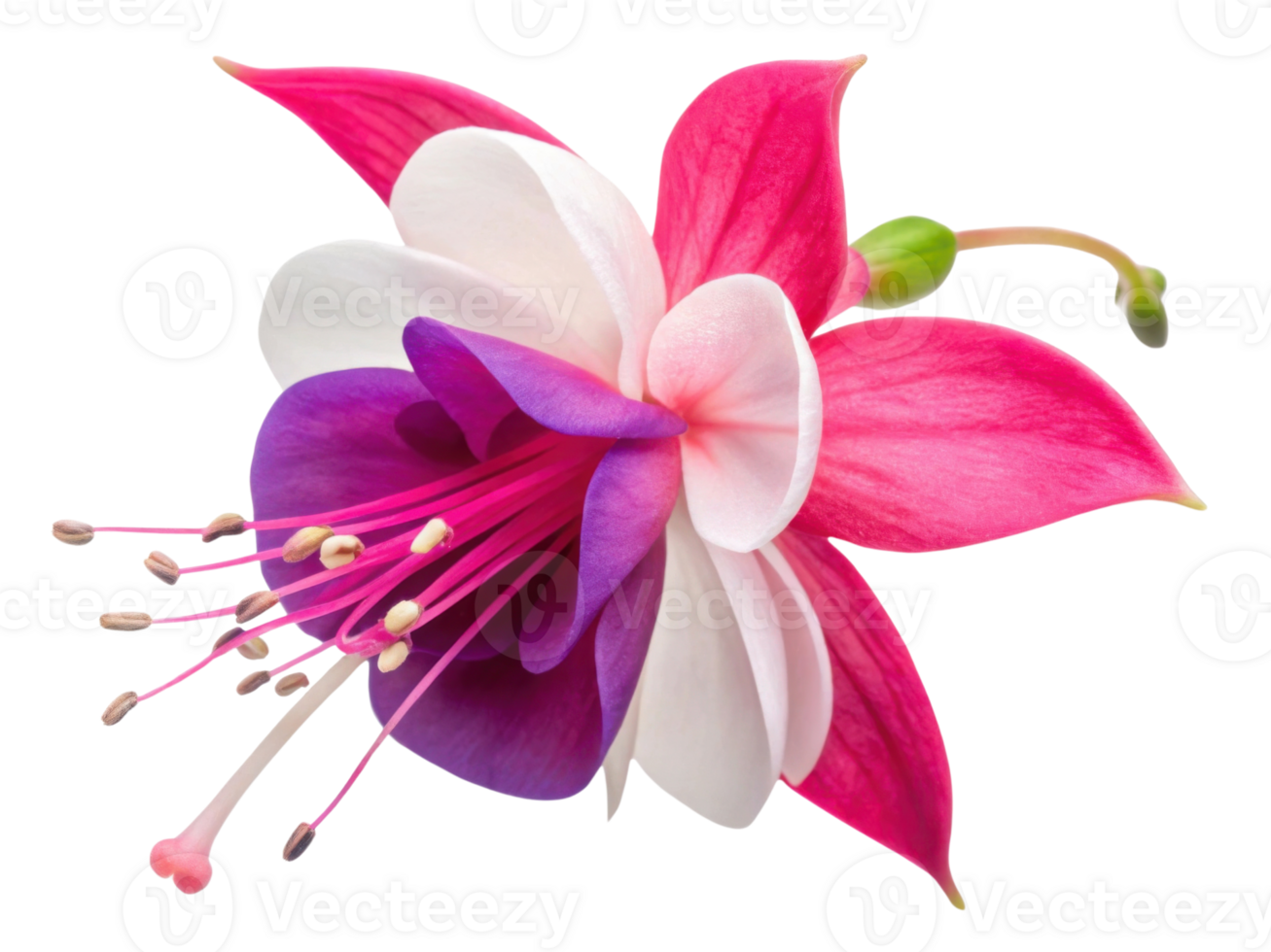 stunning fuchsia flower showcases vibrant pink and purple petals, creating beautiful and eye catching display in any garden png