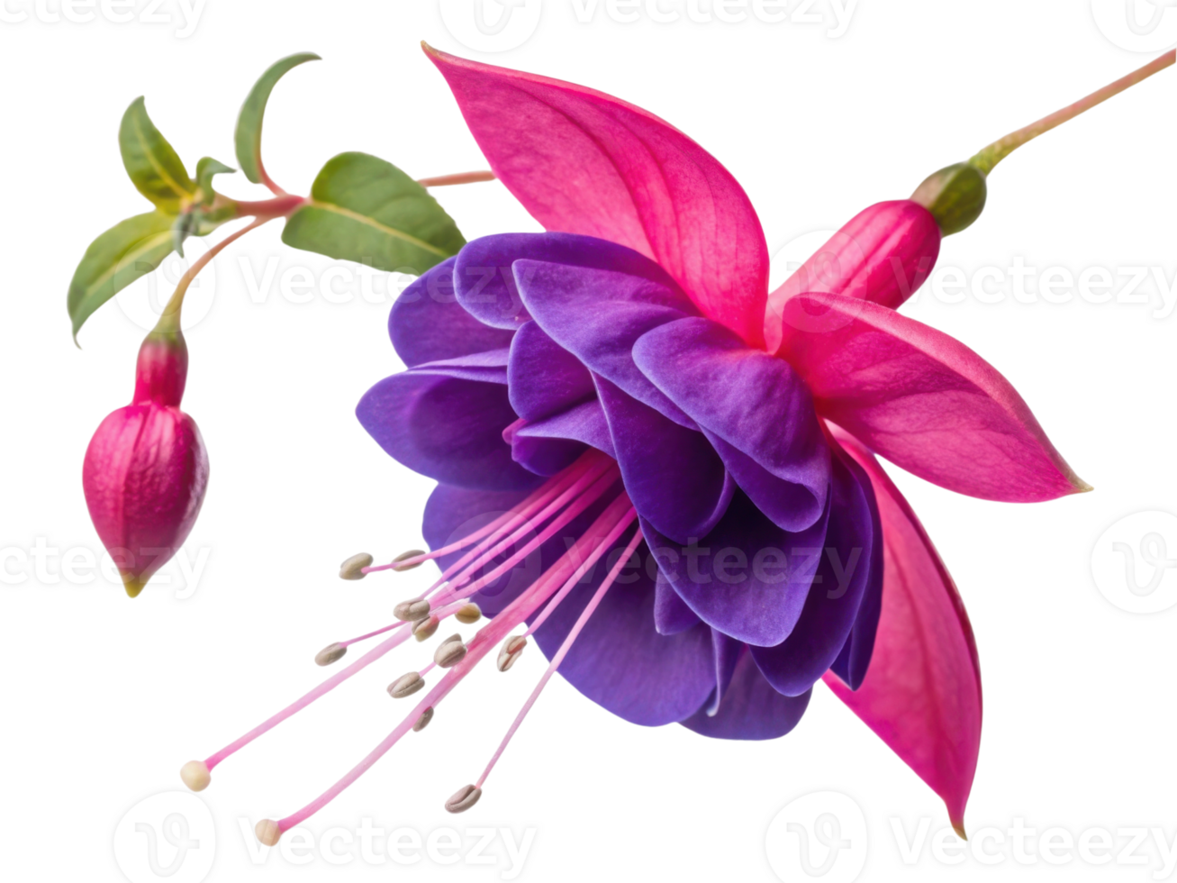 stunning fuchsia flower blooms vibrantly with rich purple and pink petals, showcasing its delicate beauty and charm png