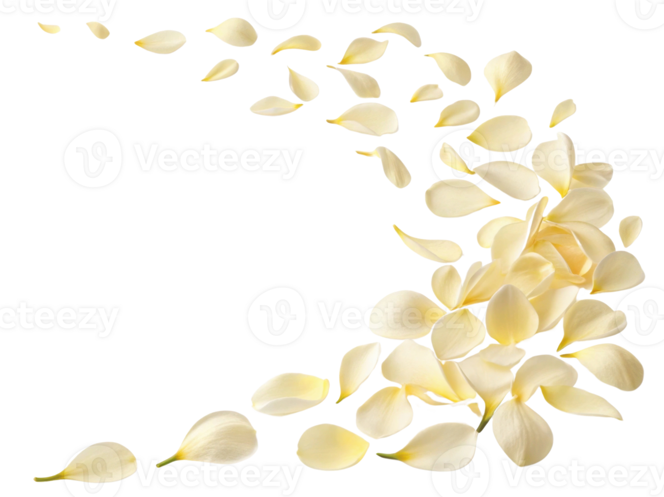 Delicate gardenia flower petals gracefully scatter across transparency background creating serene and beautiful atmosphere png