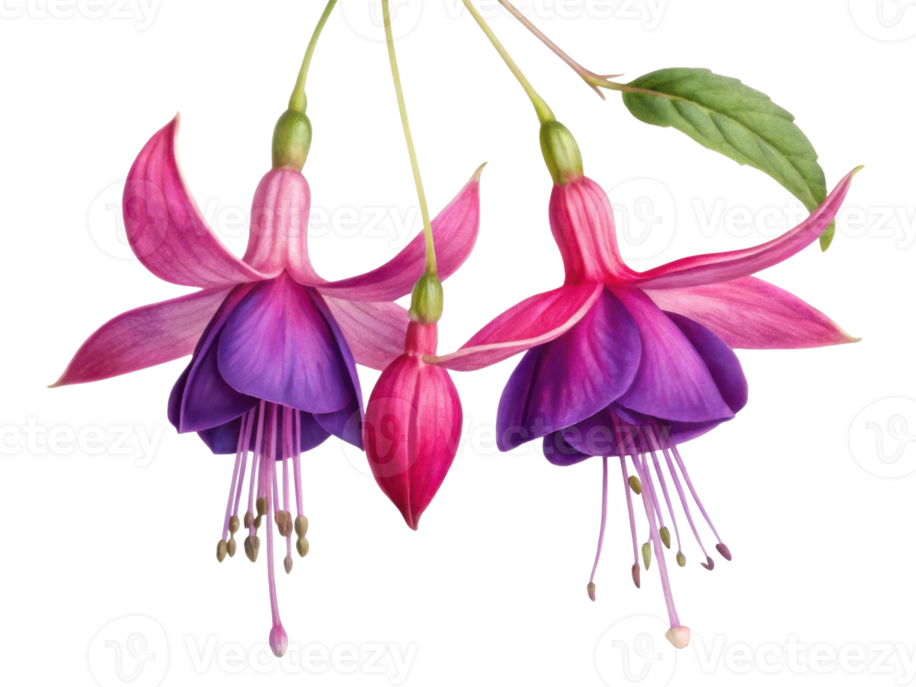 Fuchsia flowers bloom vibrantly with their stunning pink and purple petals creating beautiful display of nature artistry png