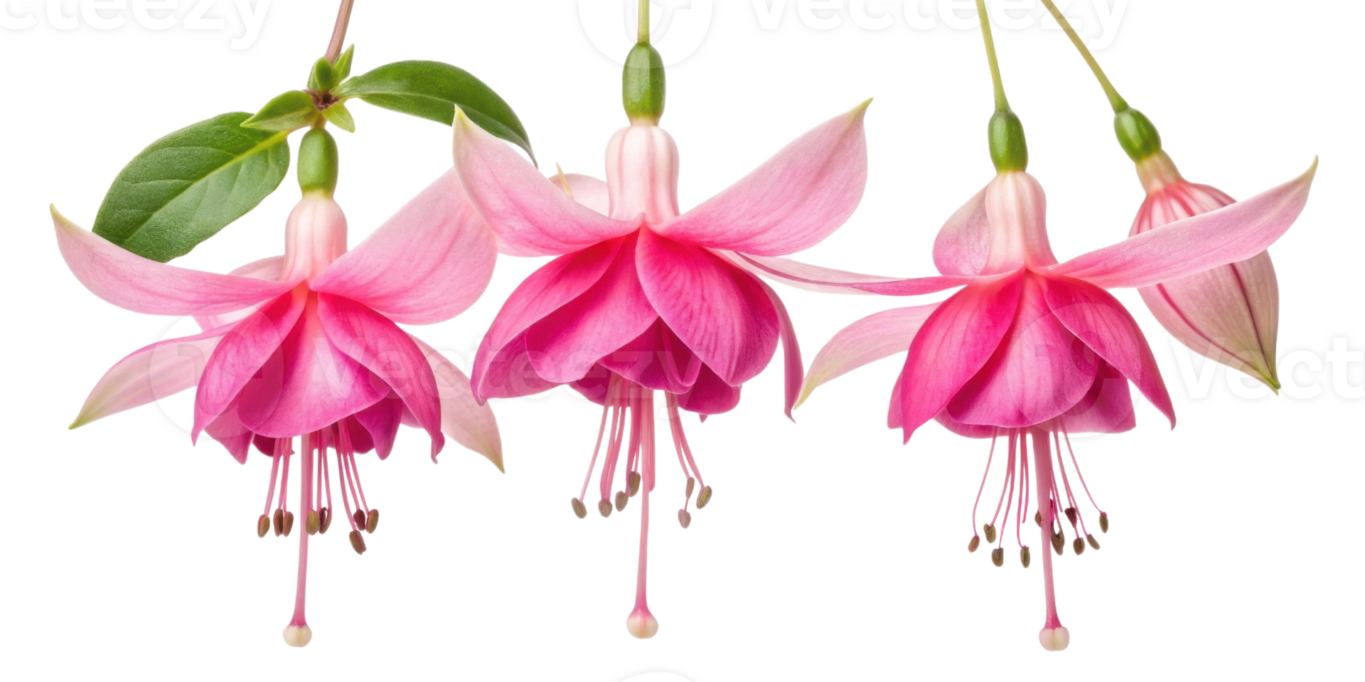 Fuchsia flowers bloom gracefully with vibrant petals showcasing their beauty and charm in nature garden png
