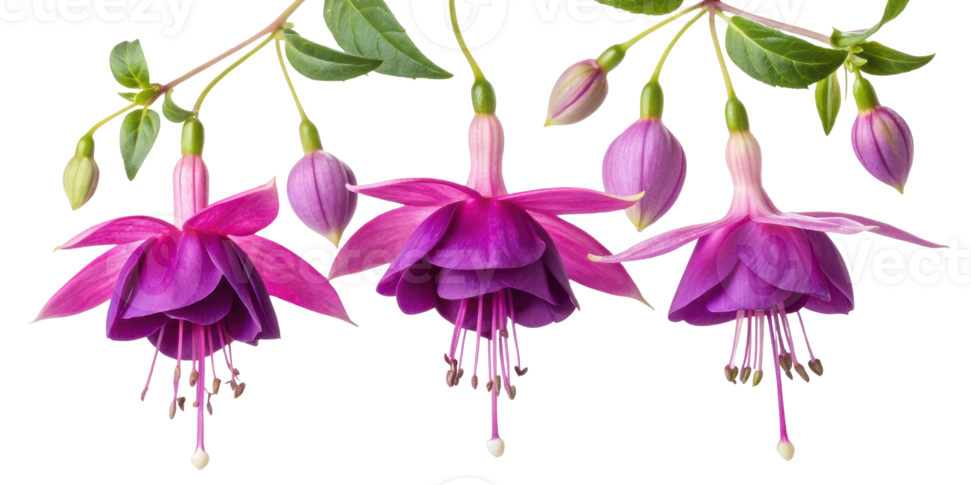 Fuchsia flowers bloom vibrantly showcasing their stunning colors and delicate petals in beautiful arrangement png