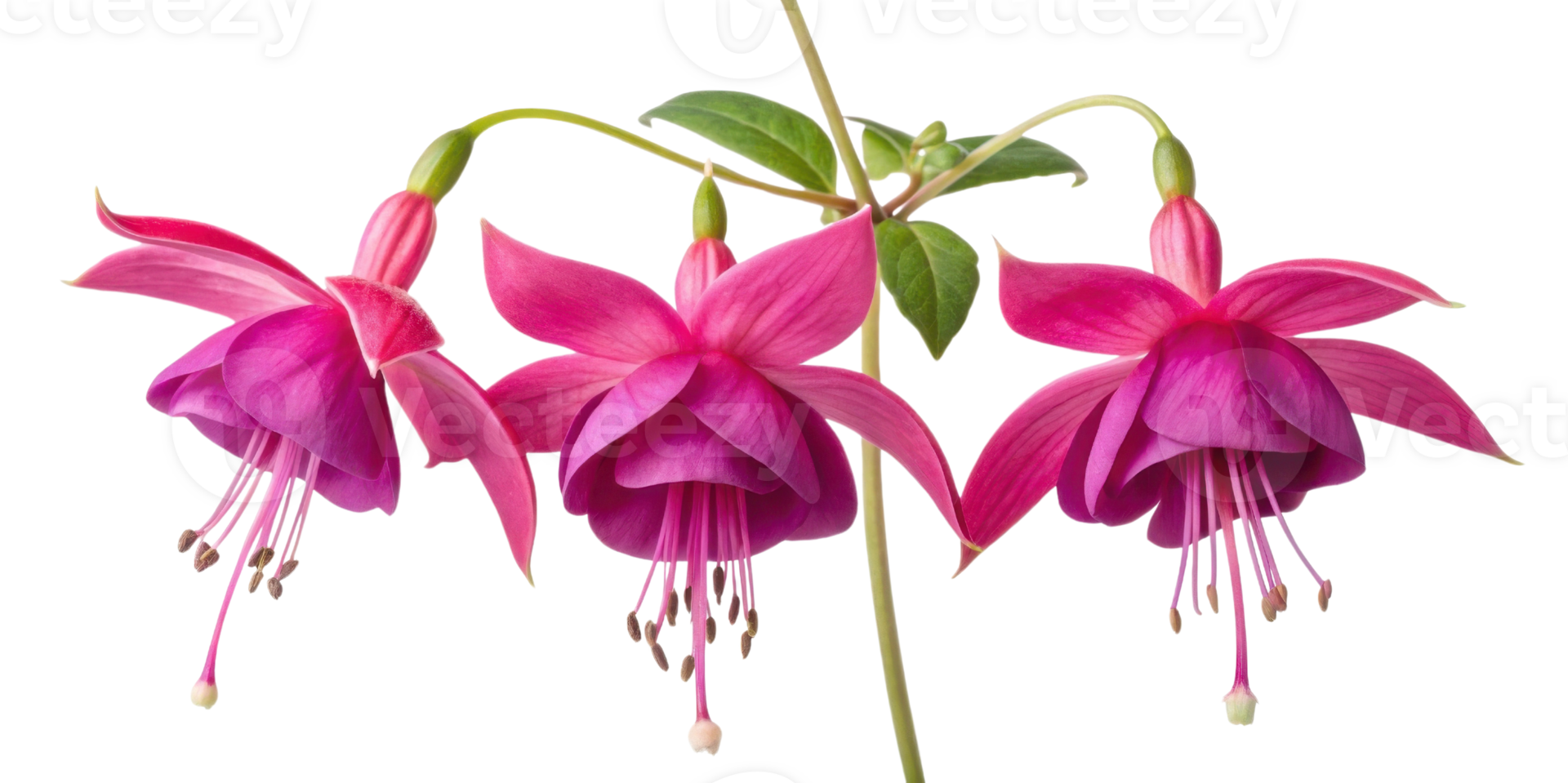 Fuchsia flowers bloom vibrantly showcasing their delicate petals and graceful form, creating stunning visual display of nature beauty png
