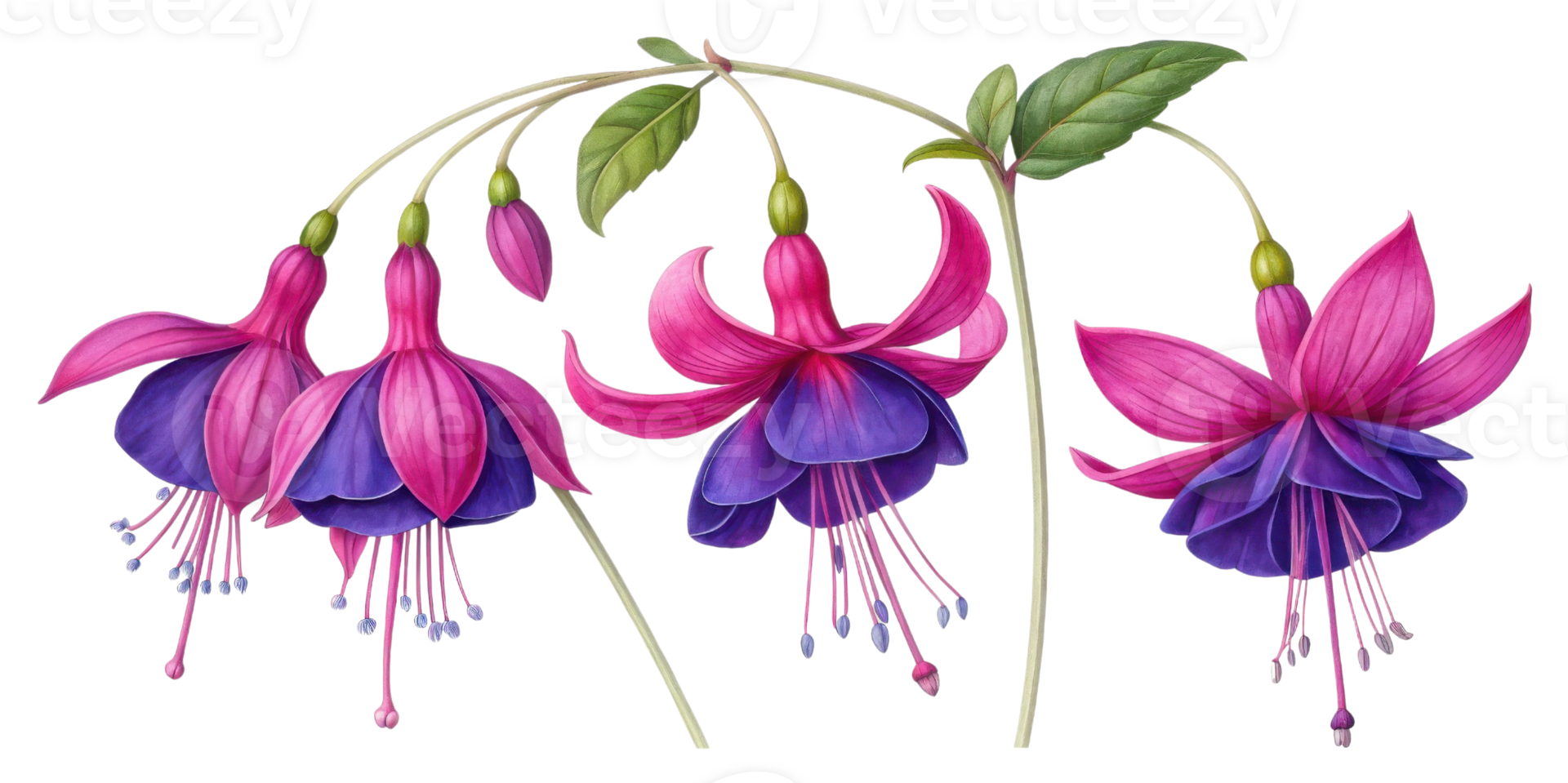 Fuchsia flowers bloom gracefully with vibrant petals showcasing beautiful blend of pink and purple hues. Their delicate charm captivates all png