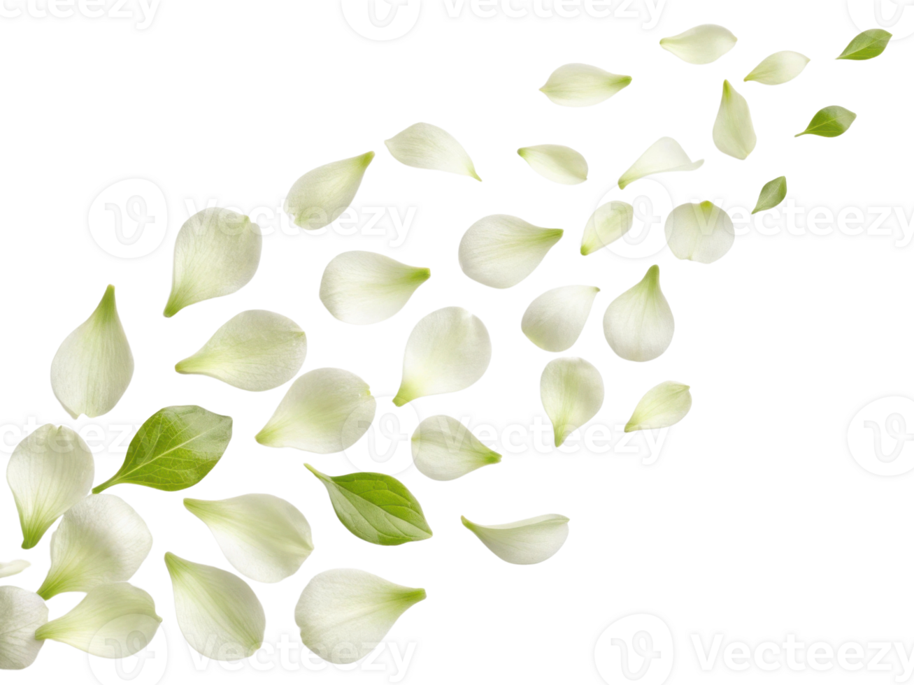 Delicate gardenia flower petals gracefully scatter across transparency background creating serene and calming atmosphere png