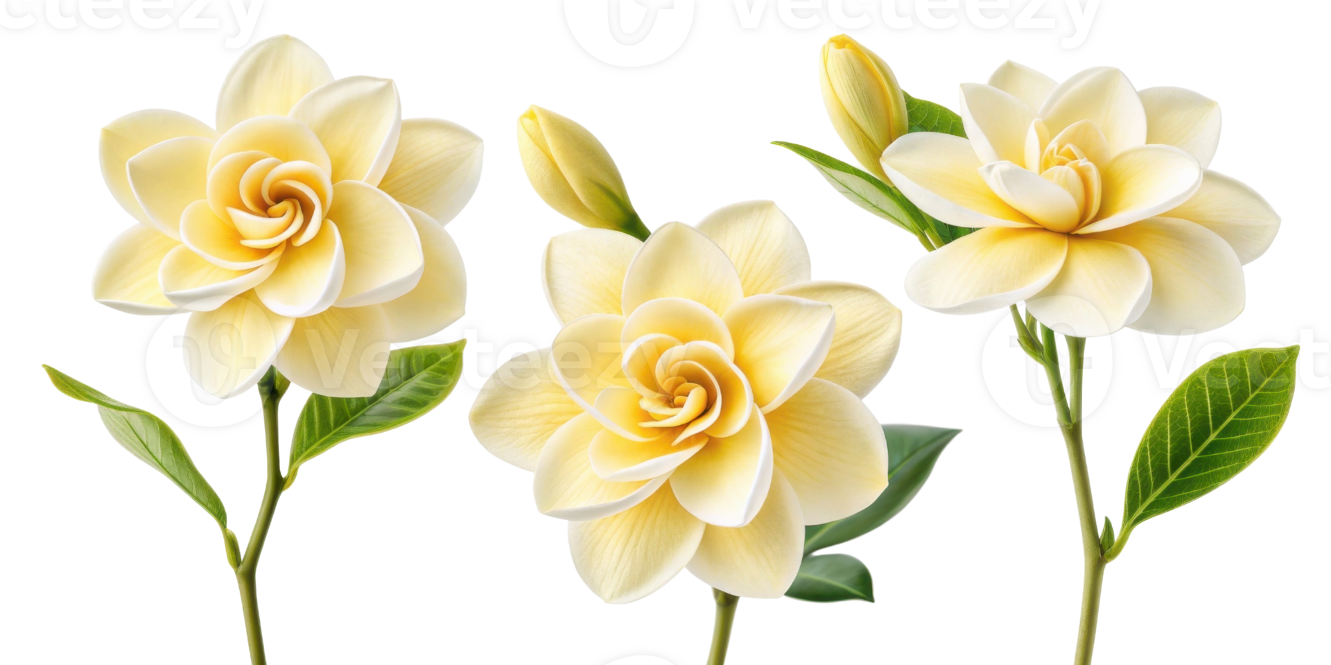 Beautiful gardenia flowers bloom gracefully, showcasing their delicate petals and vibrant green leaves, creating serene atmosphere png