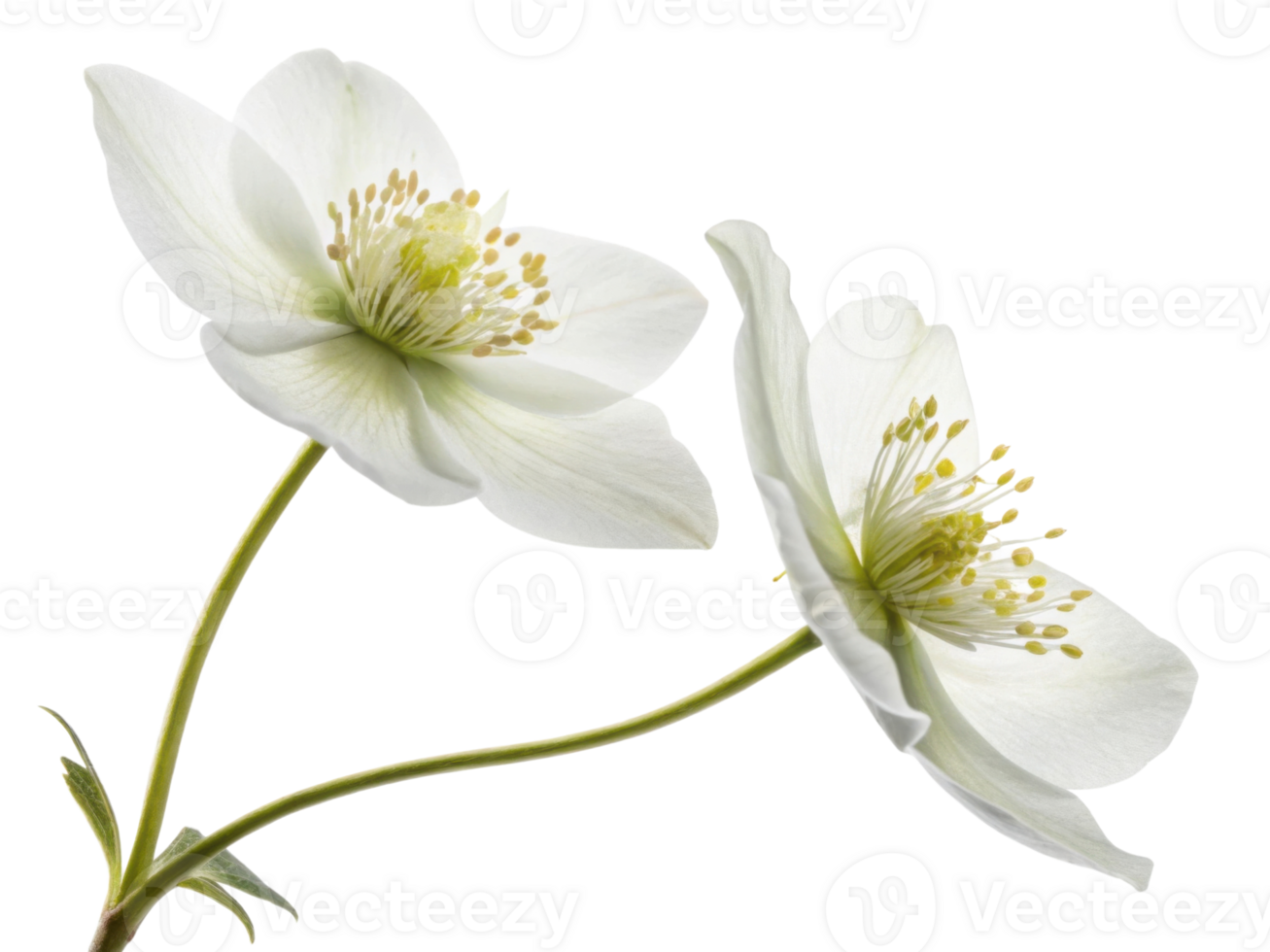 Beautiful hellebore flowers bloom gracefully, showcasing delicate petals and vibrant stamens that evoke sense of tranquility and elegance png