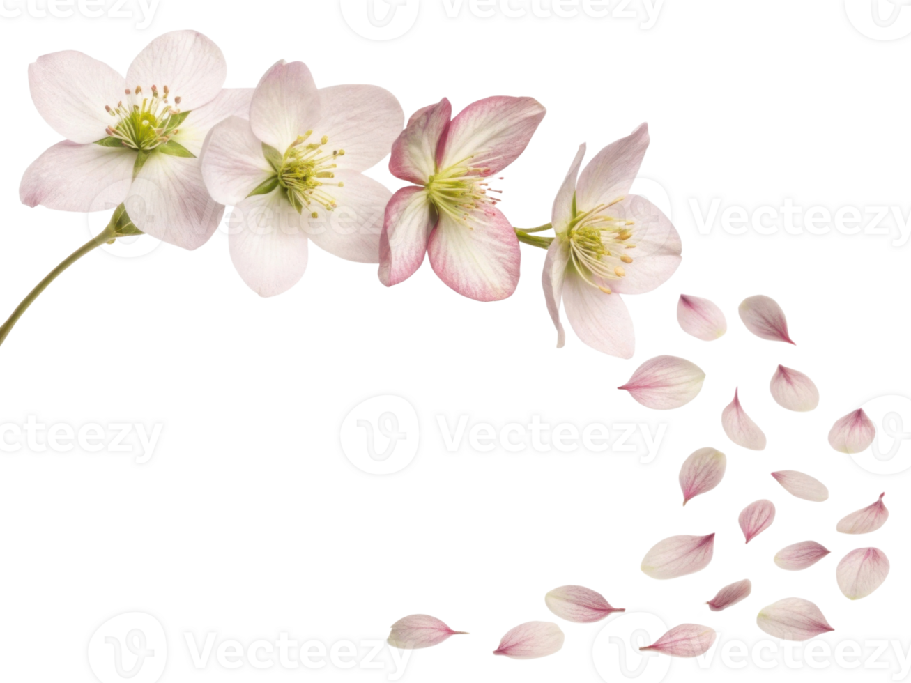 Hellebore flowers bloom gracefully, showcasing delicate petals that cascade beautifully, creating serene and enchanting atmosphere png